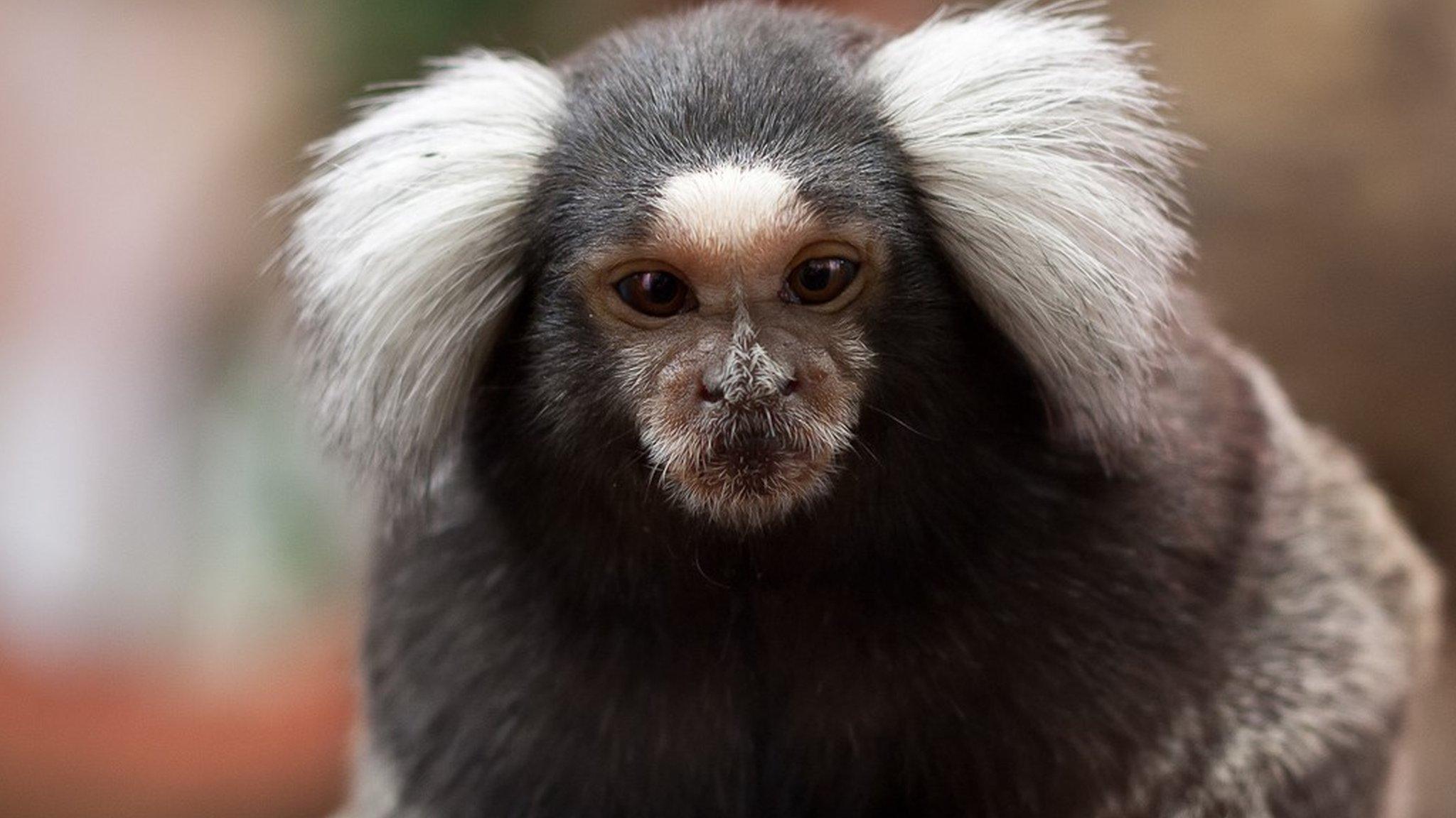 Marmoset (c) Leszek Leszczynski