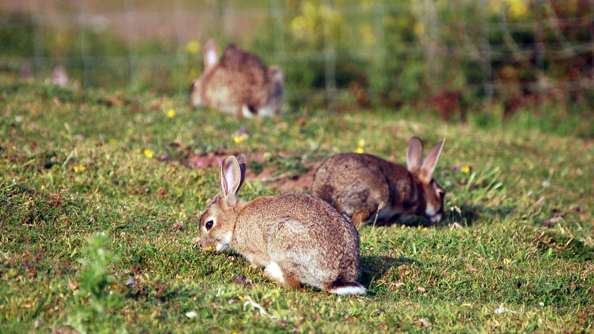 Rabbits