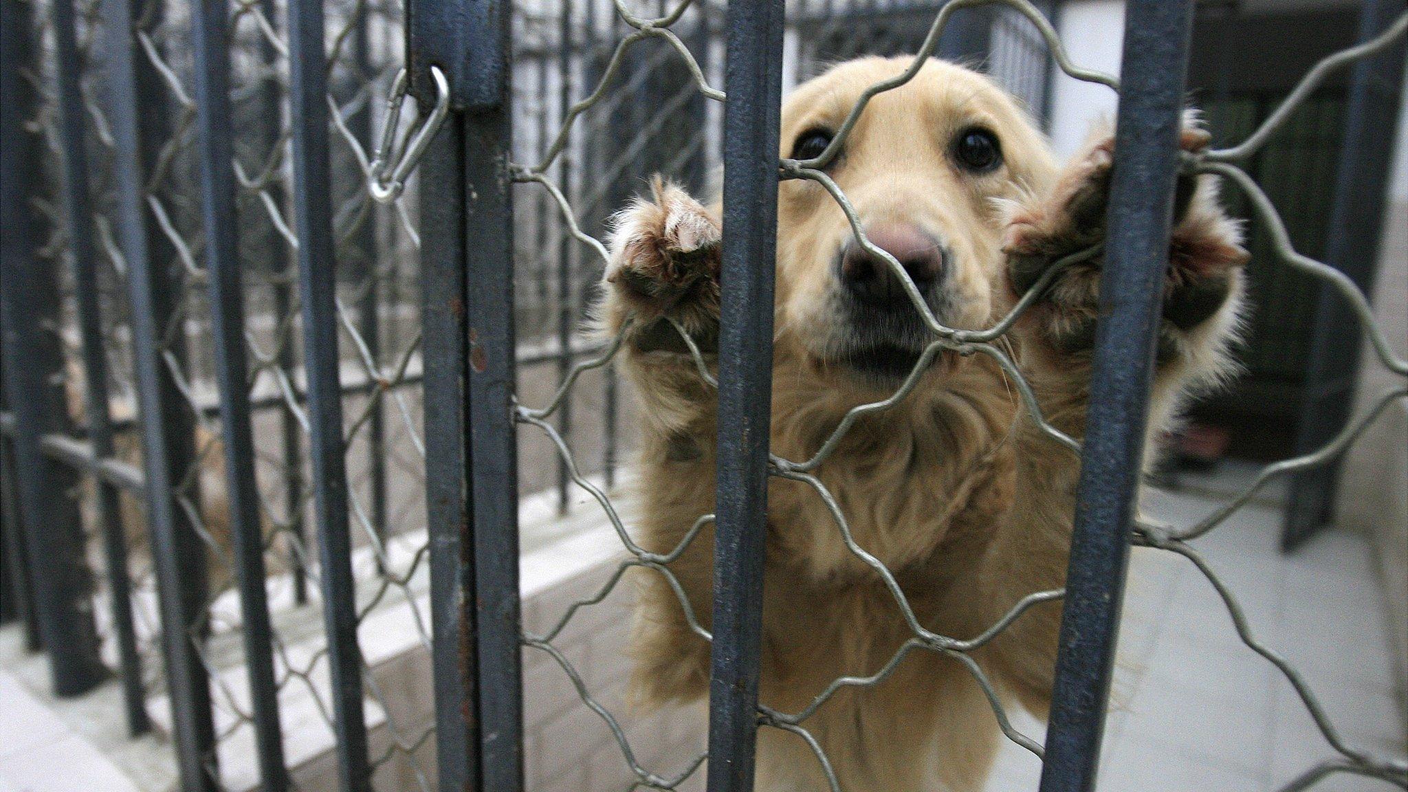 Dog in quarantine