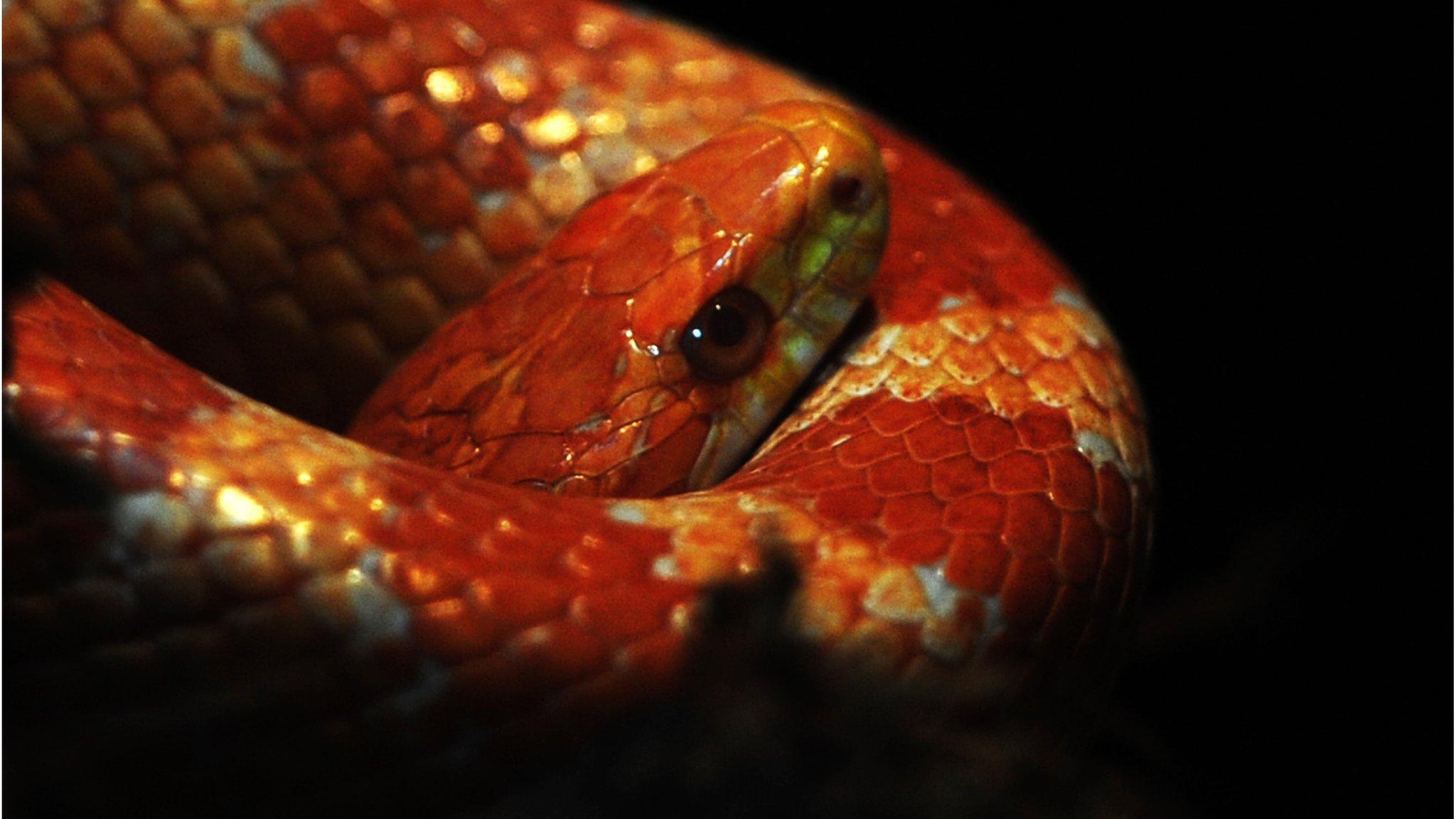 Corn snake