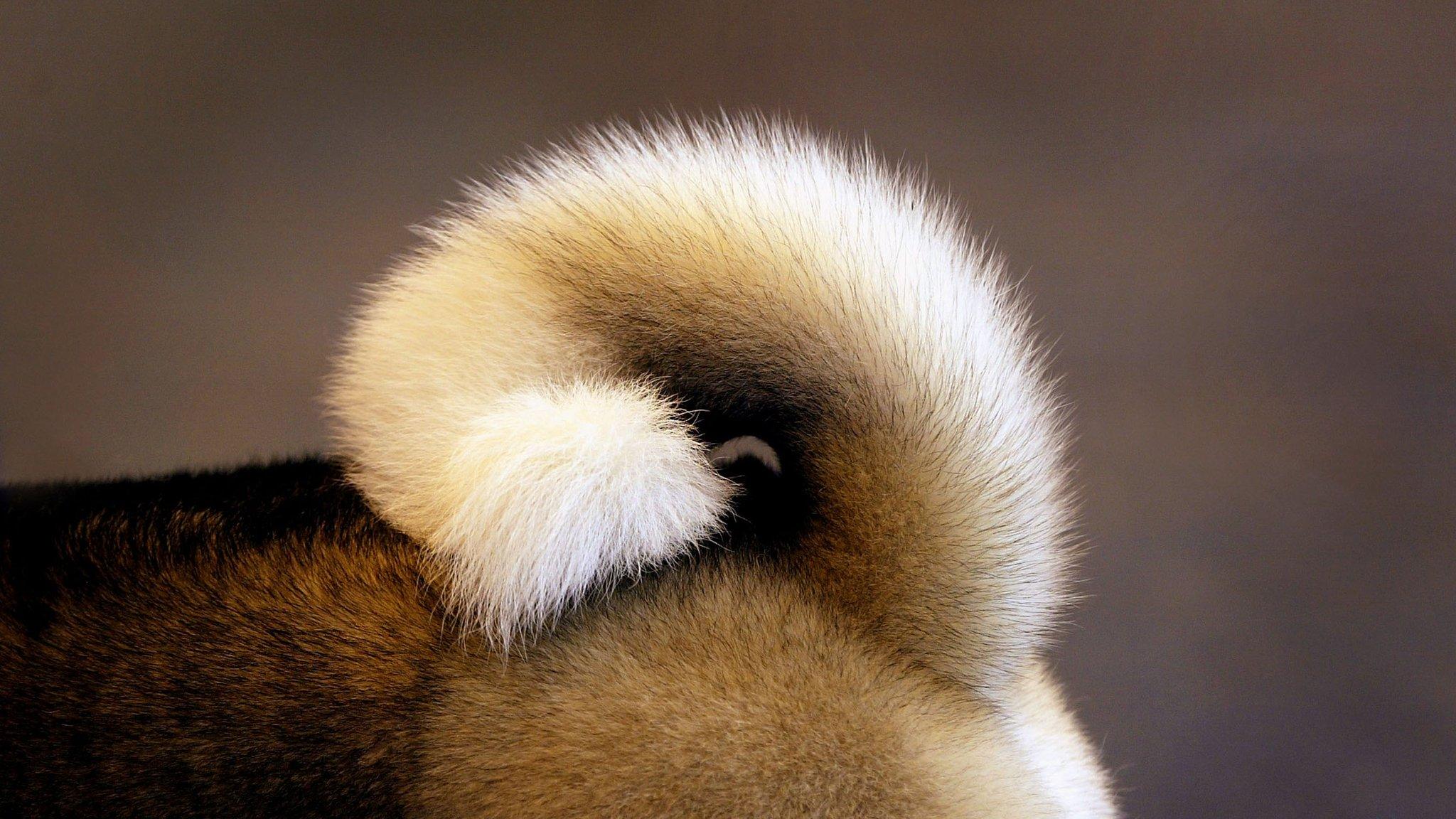 Dog's tail