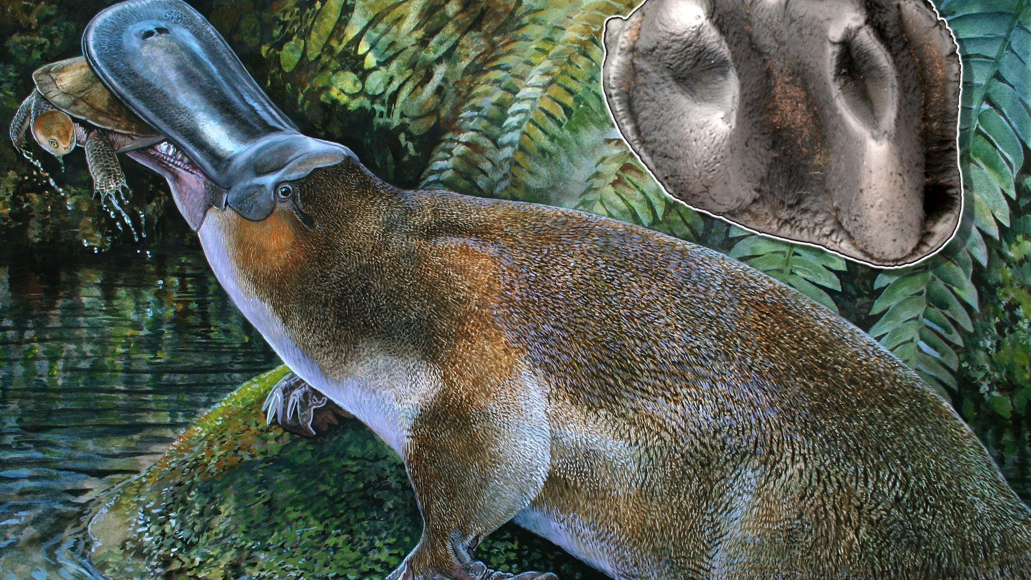 Giant platypus