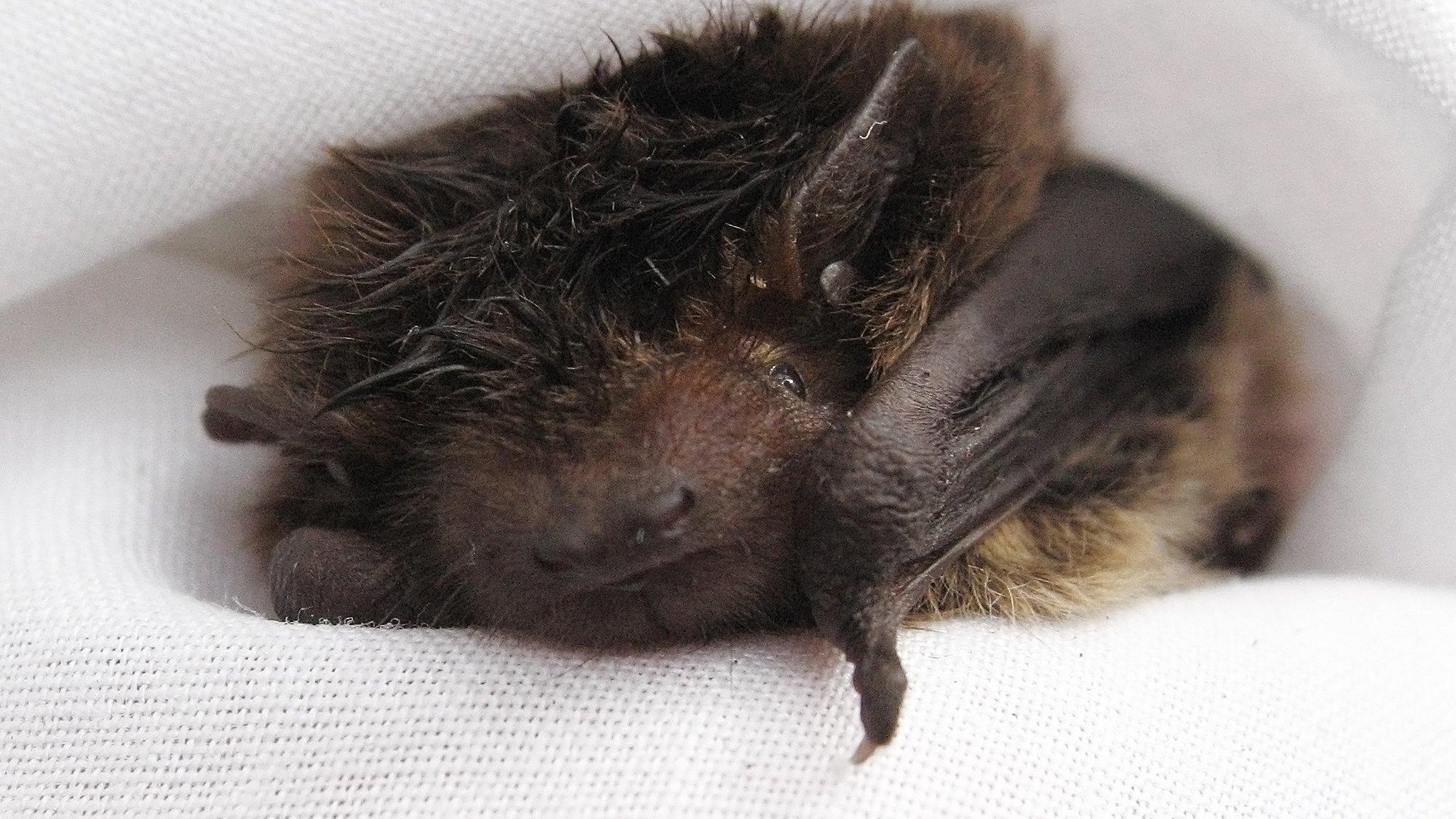 Nathusius' pipistrelle