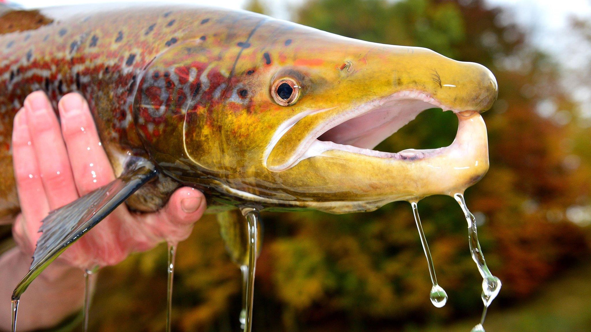 An Atlantic salmon caught by the Kielder salmon hatchery