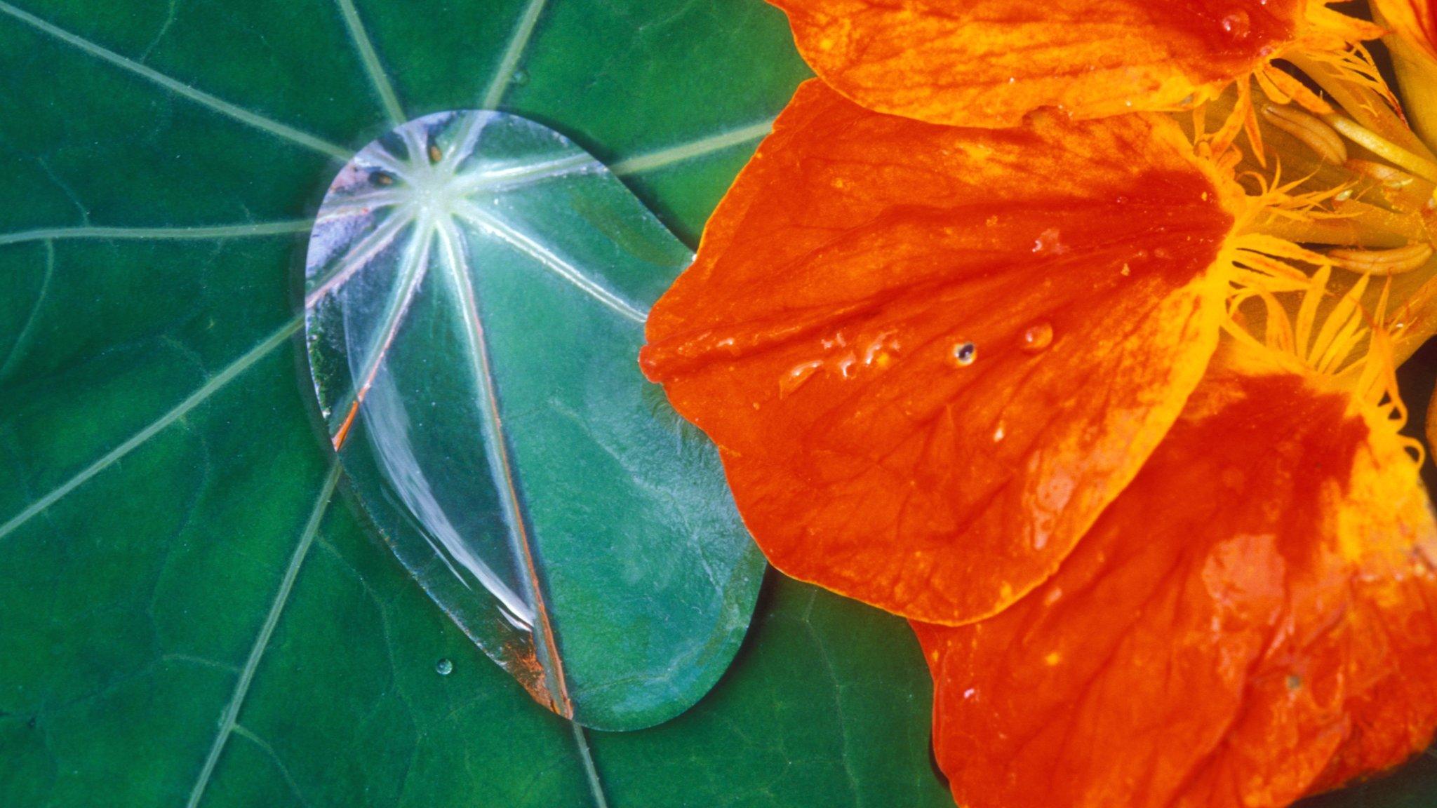 Nasturtium leaf