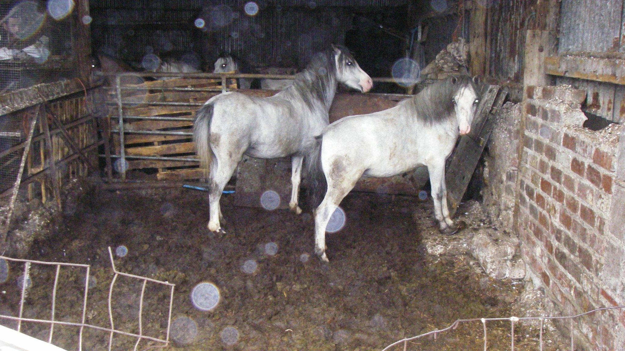 Horses at Pencarth Uchaf Farm