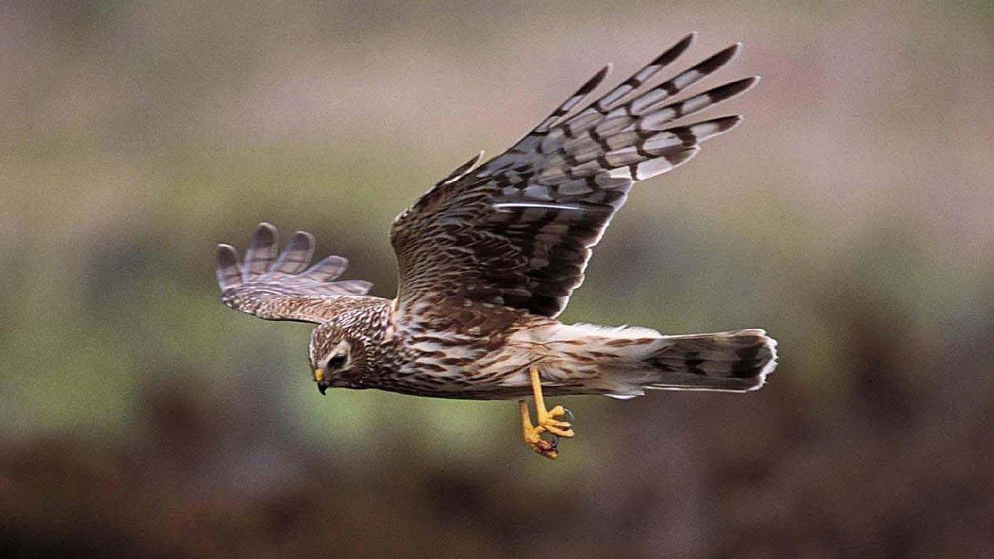 Hen harrier