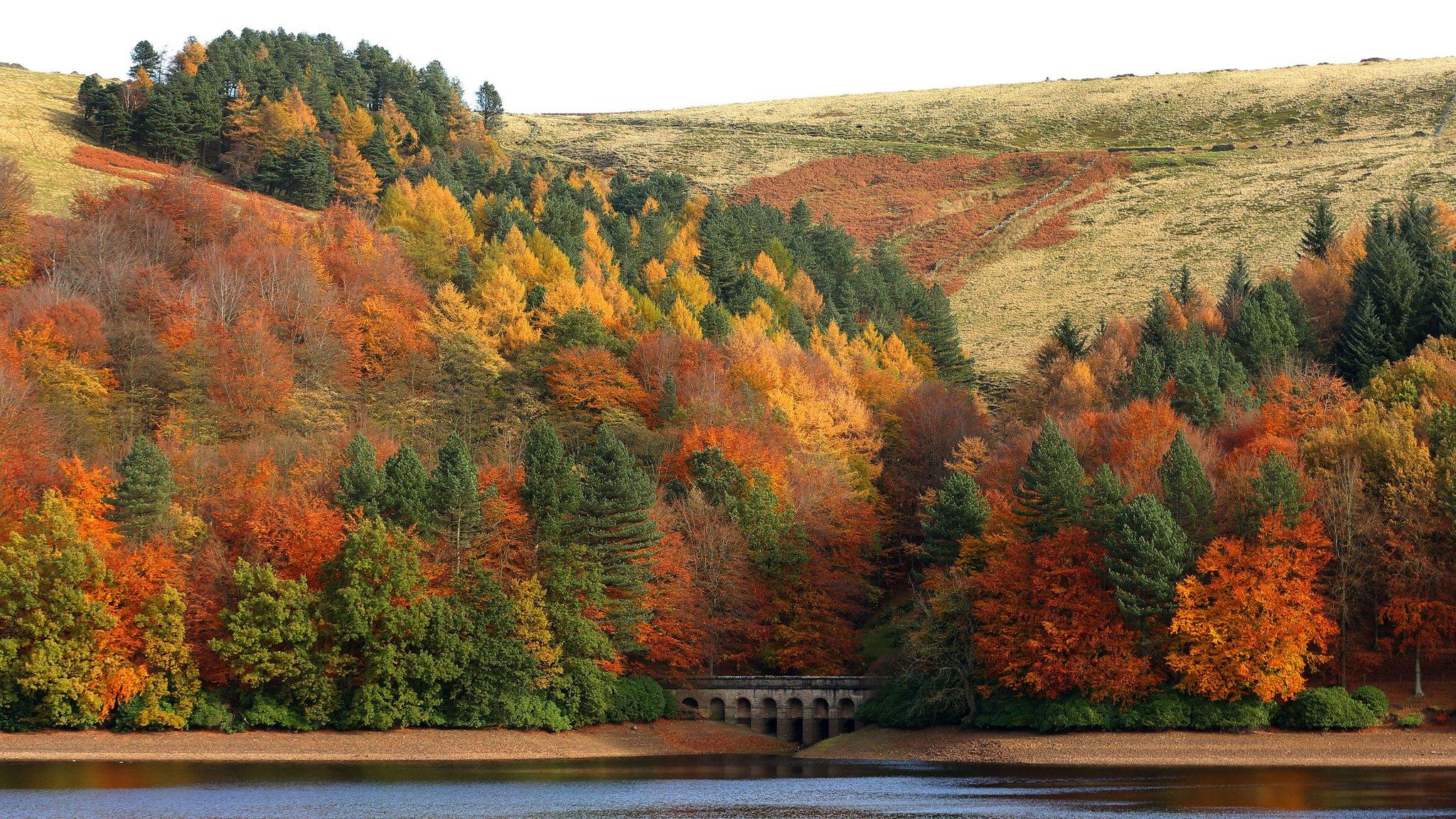 Trees on Derwent Reservoir in the Peak District