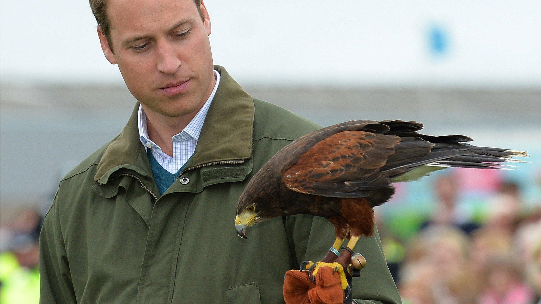 Prince William holds a Harris Hawk during a falconry display at the Anglesey Show in north Wales