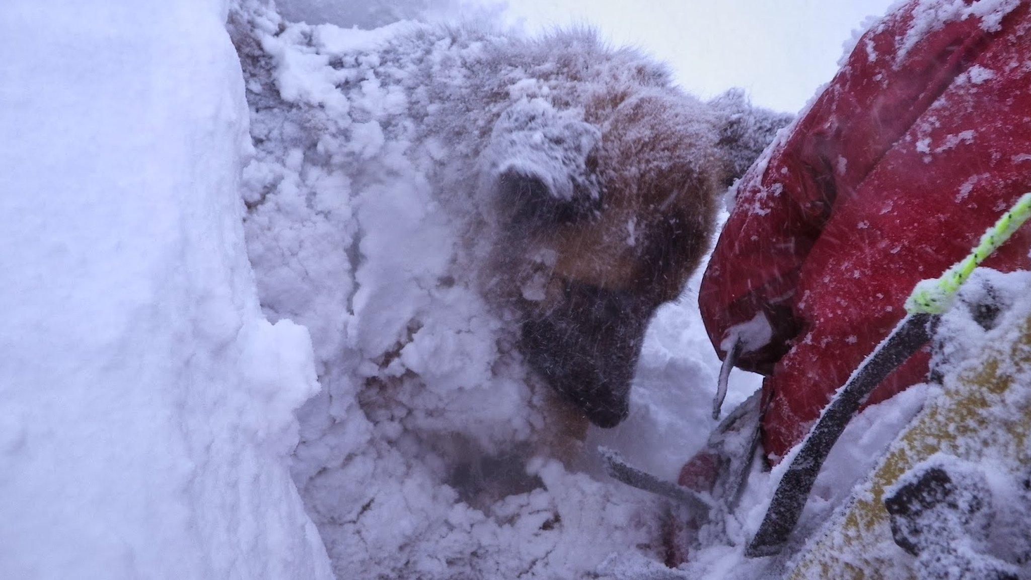 Dog in whiteout conditions in Northern Cairngorms