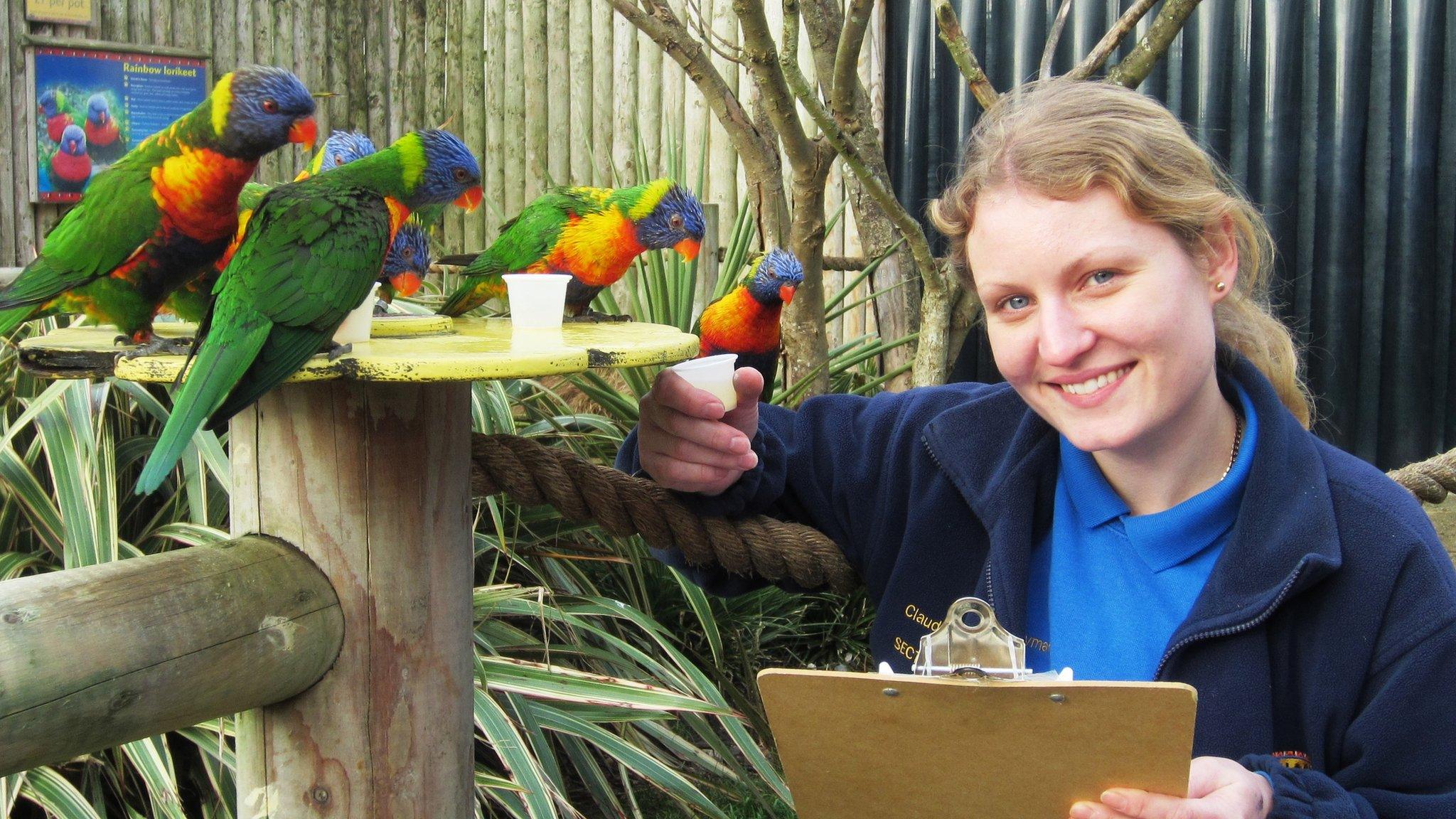 Counting the rainbow lorikeets