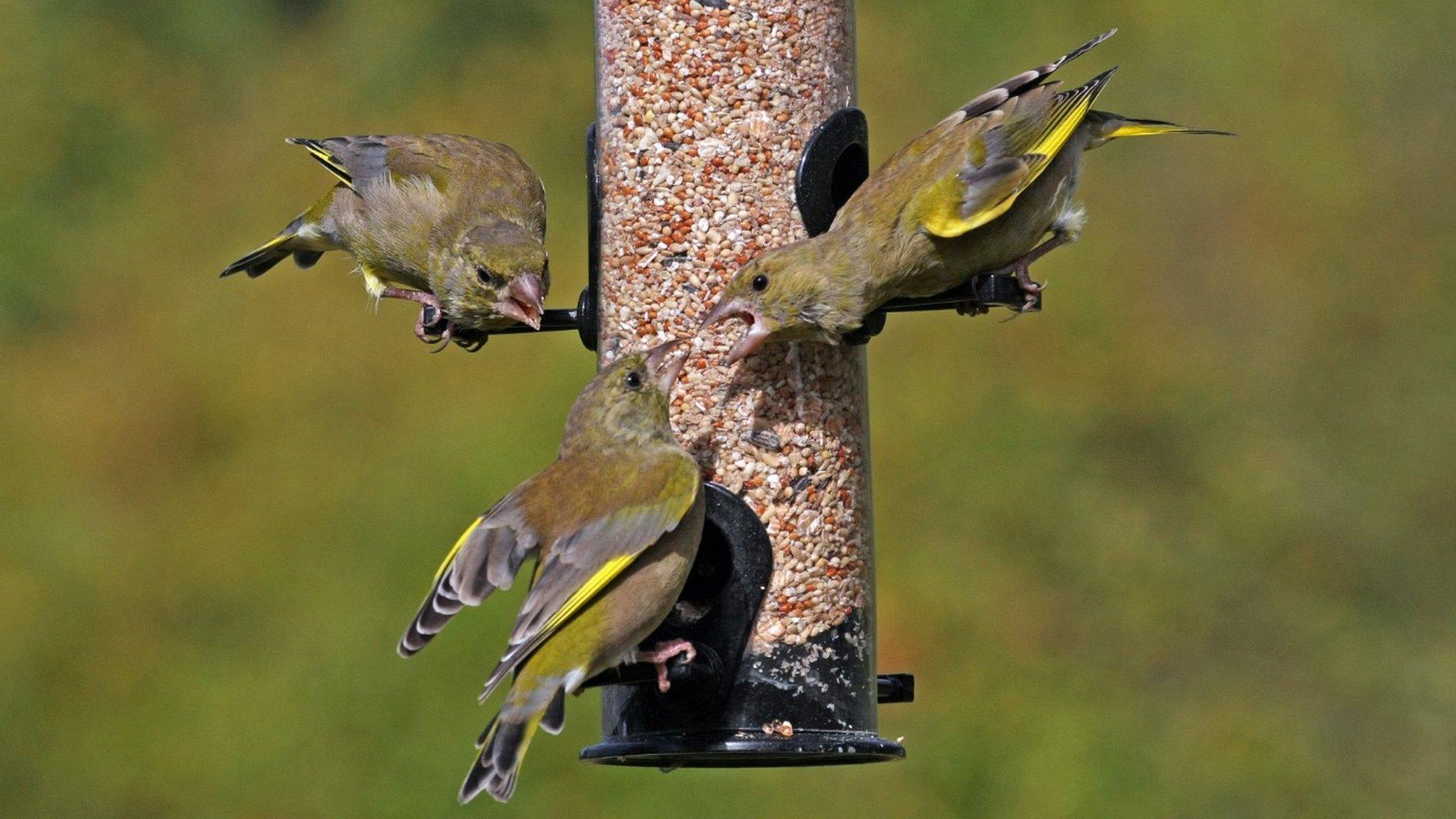 Birds on a feeder (c) Jill Packenham