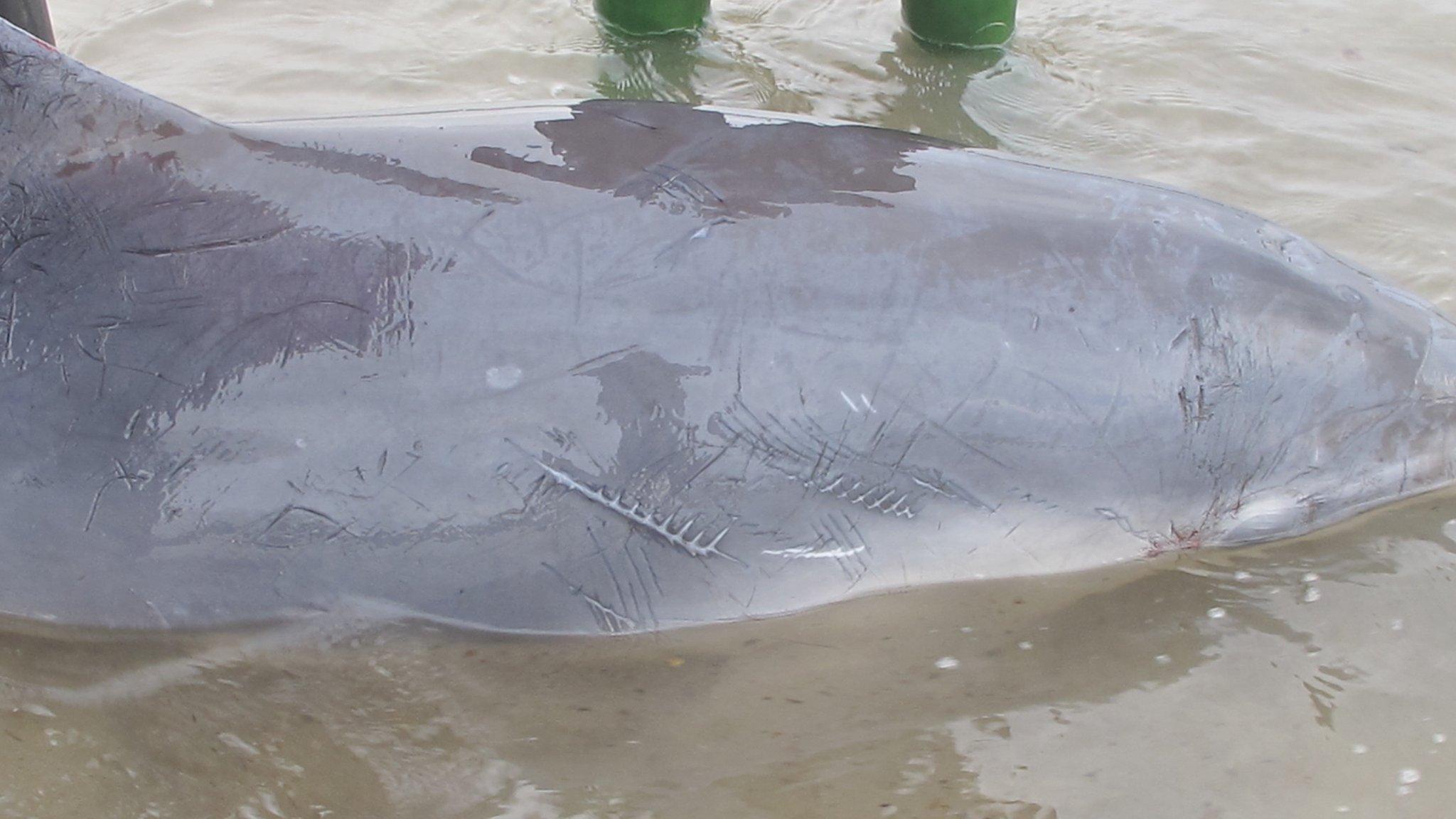 Stranded dolphin