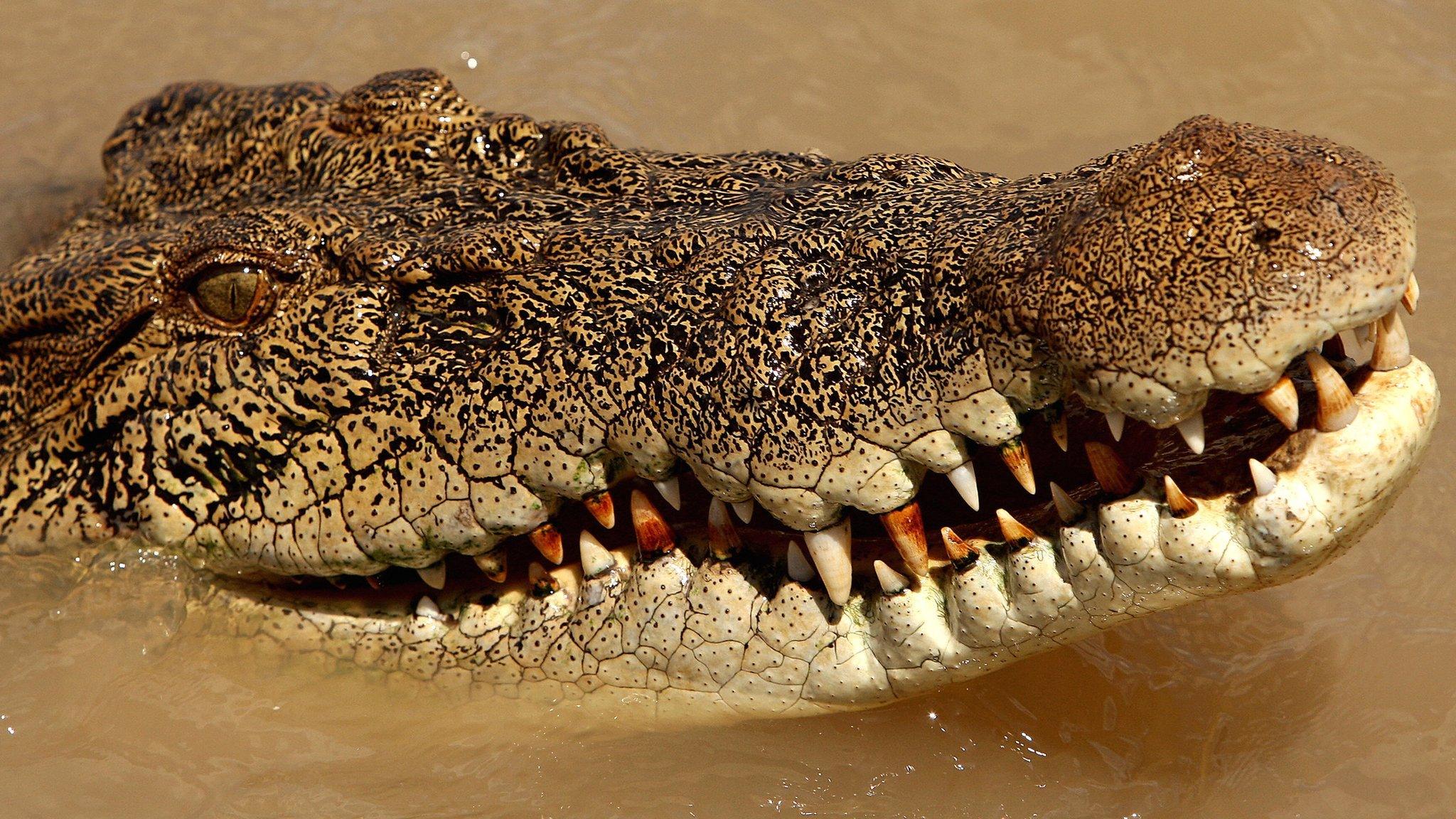 File picture of an estuarine crocodile, better known as the saltwater or saltie, in the Adelaide river near Darwin in Australia's Northern Territory