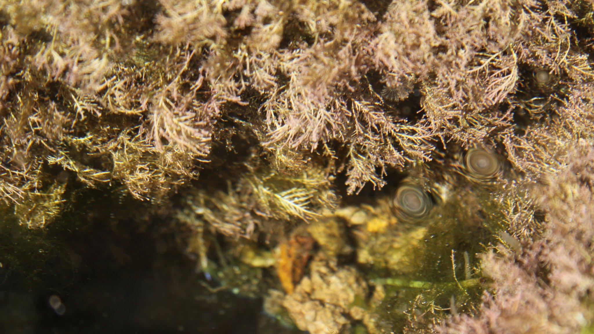 Organisms found within one of the study's flowerpots (Image: Gemma Deavin/ABC)