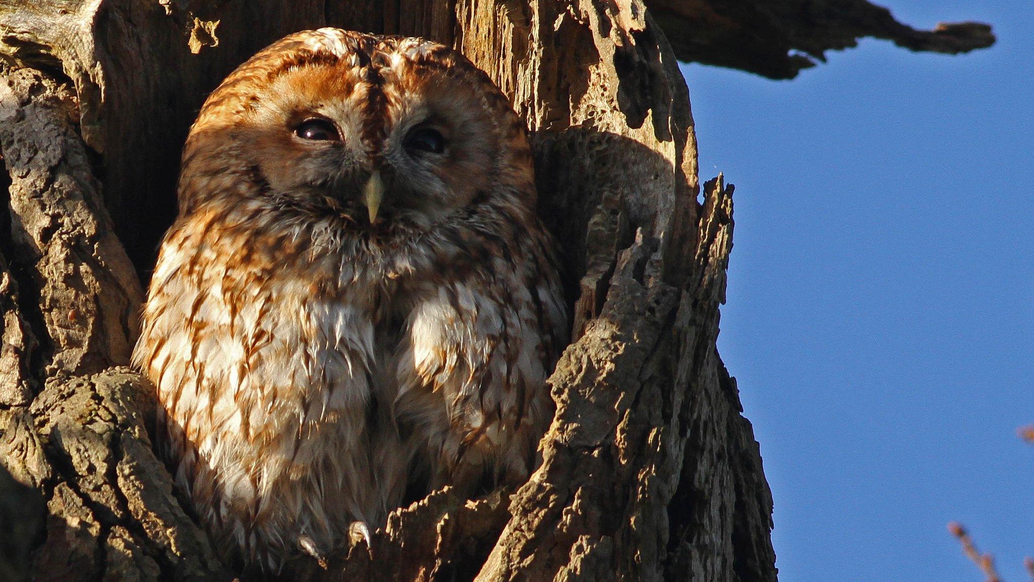 Mabel the tawny owl, Christchurch Park, Ipswich