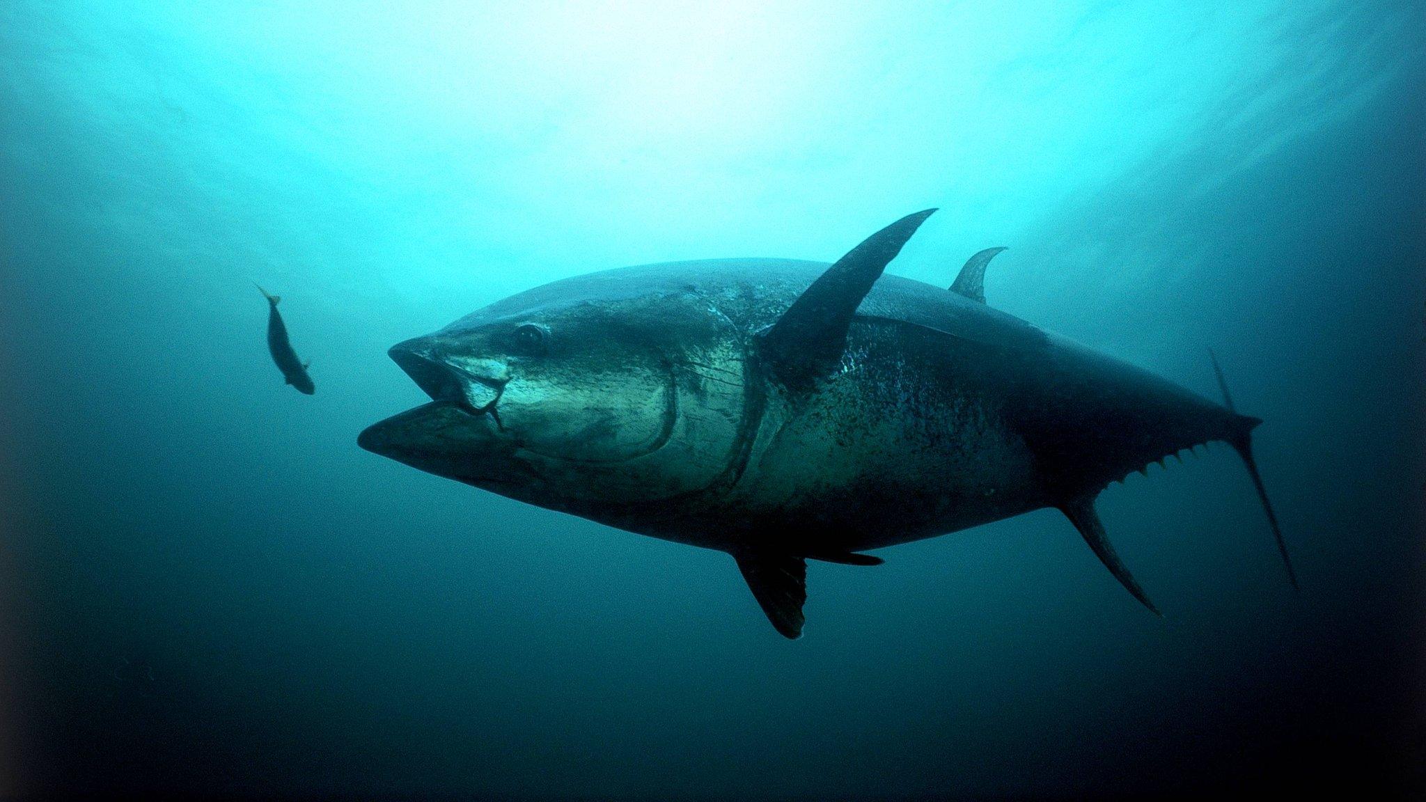 An Atlantic bluefin tuna strikes