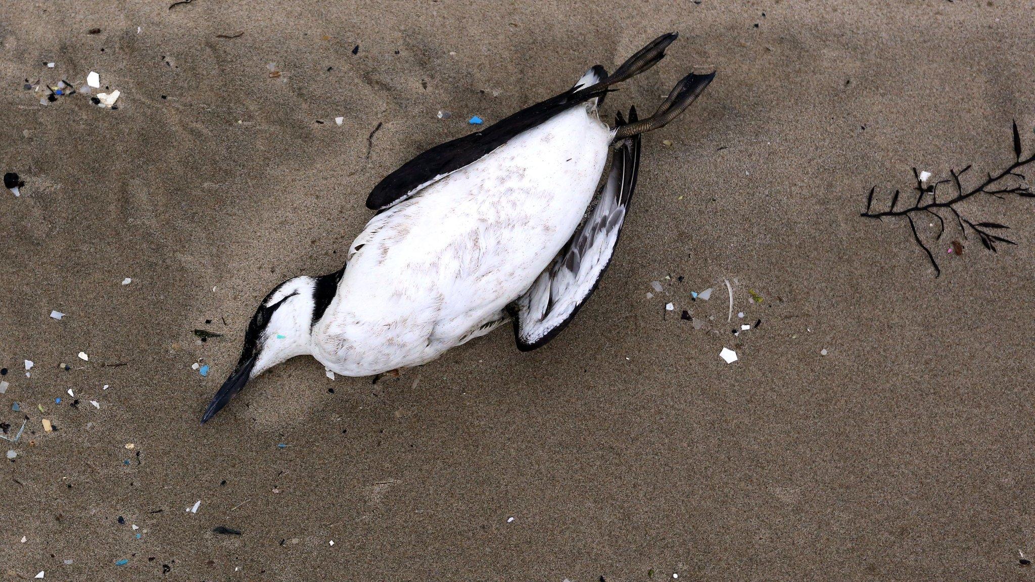 Dead guillemot lying on a beach