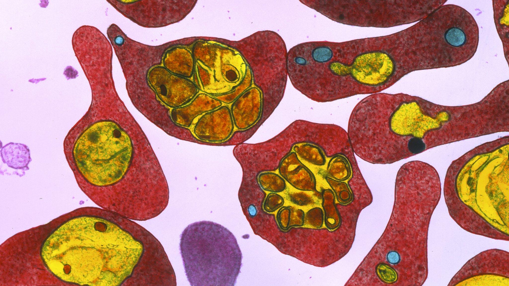 Malaria-infected red blood cells