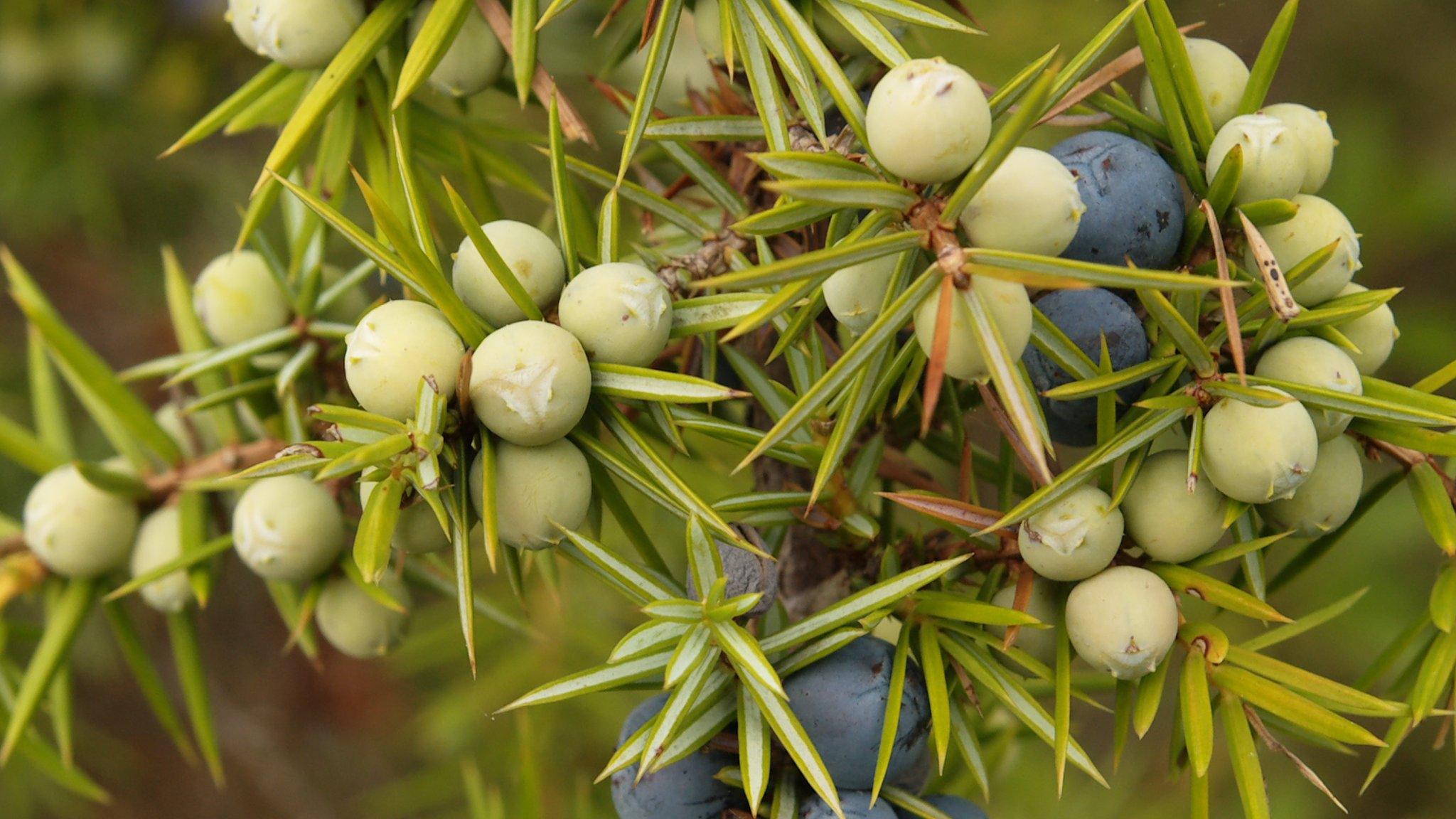 Juniper berries