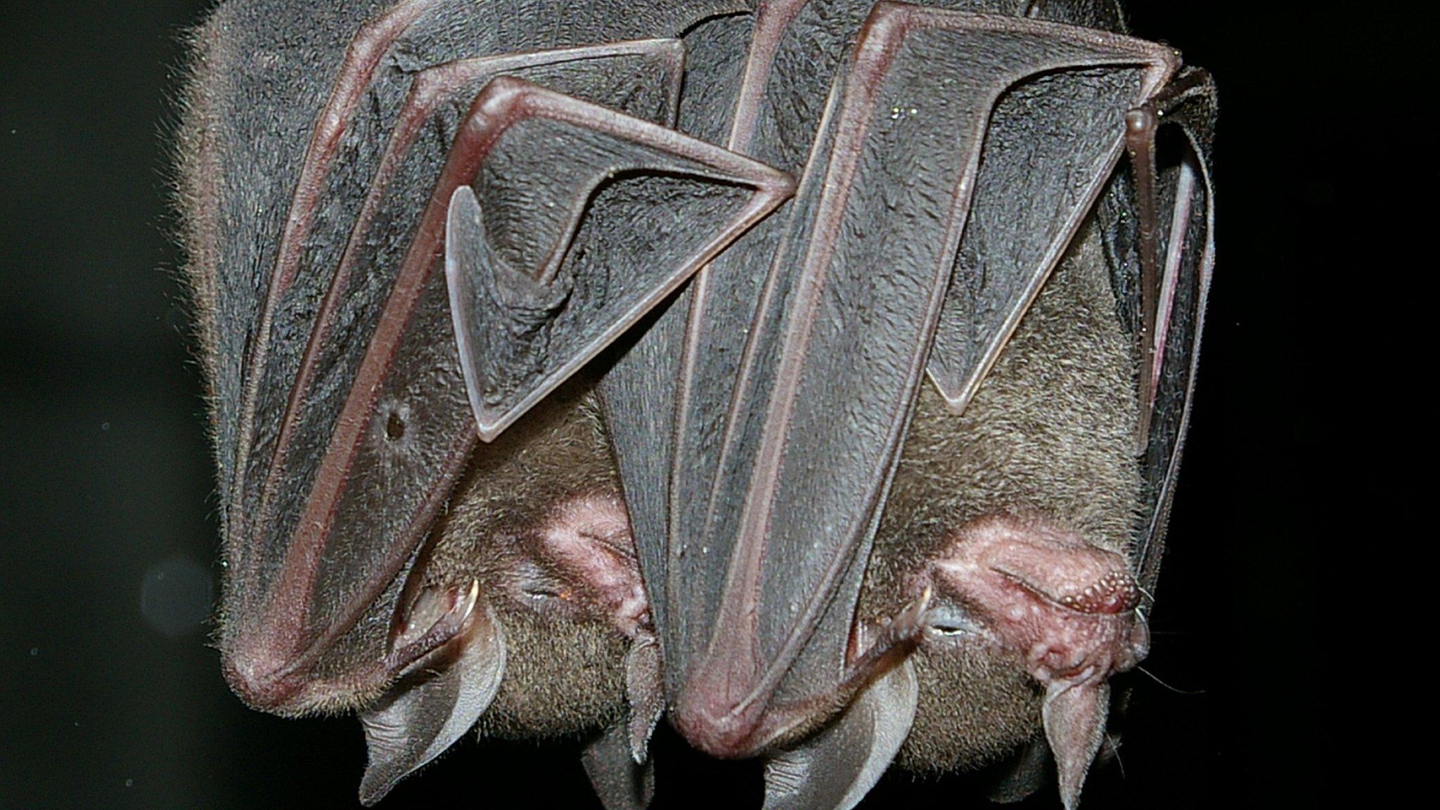 Sowell's short-tailed bats (Image courtesy of Karin Schneeberger)