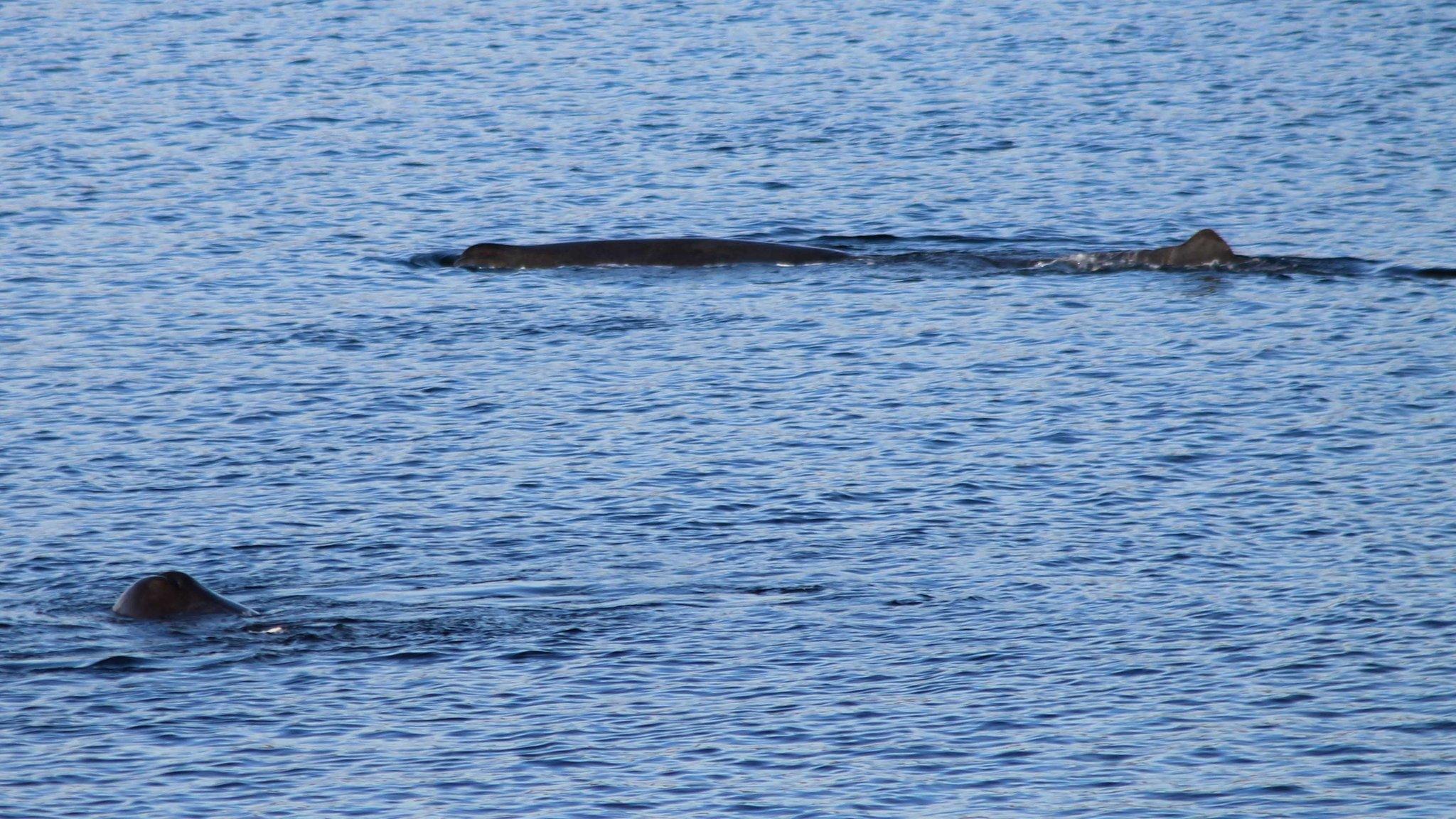 Two sperm whales off Skye