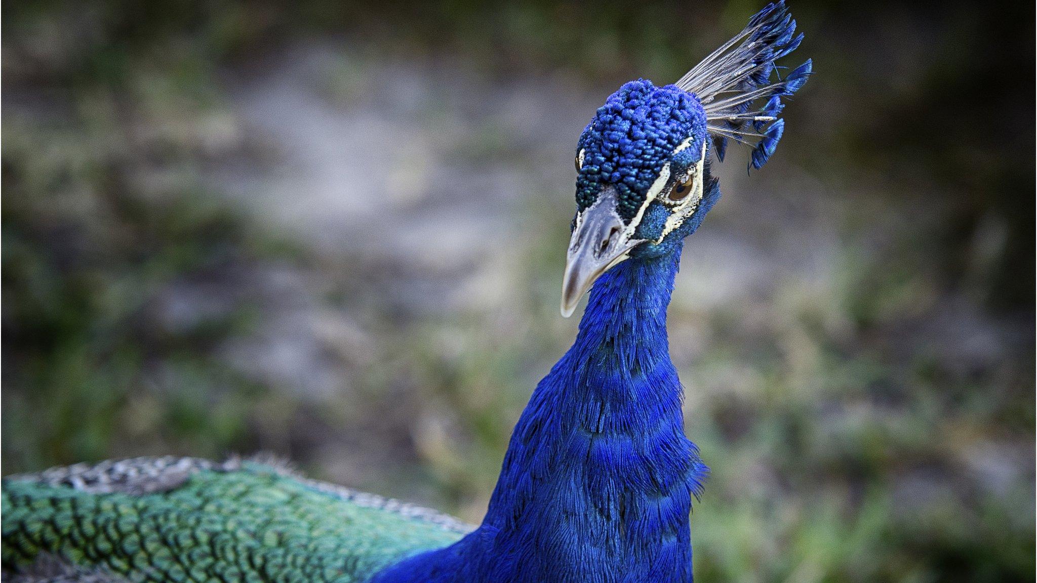 Peacock (file picture)