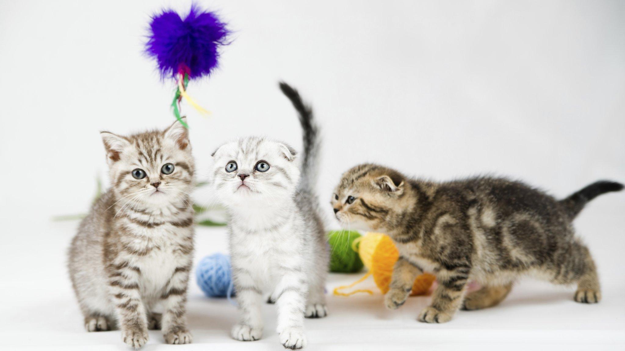 Kittens playing