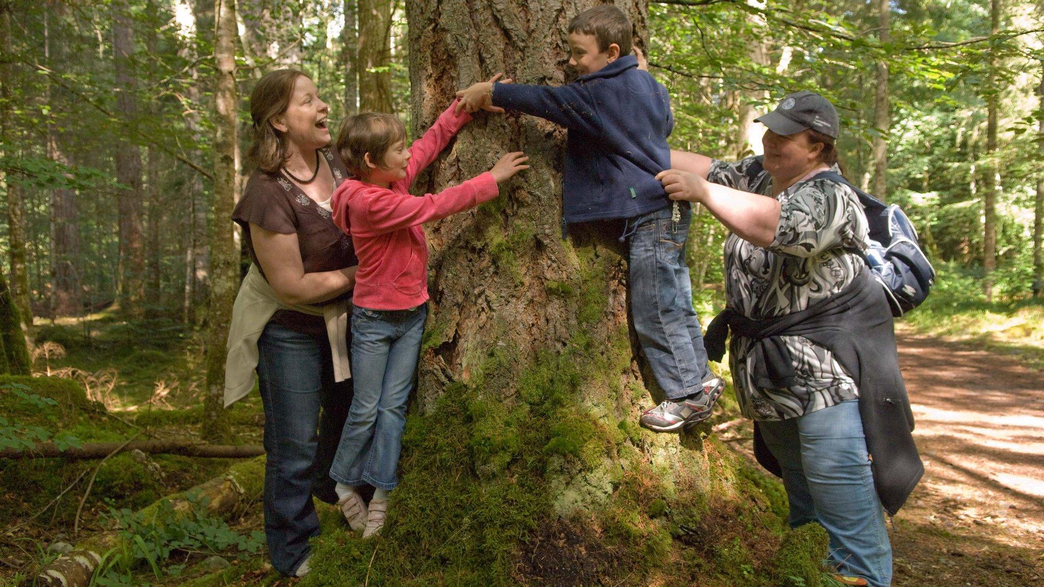 People at the trunk of fir in Reelig Glen