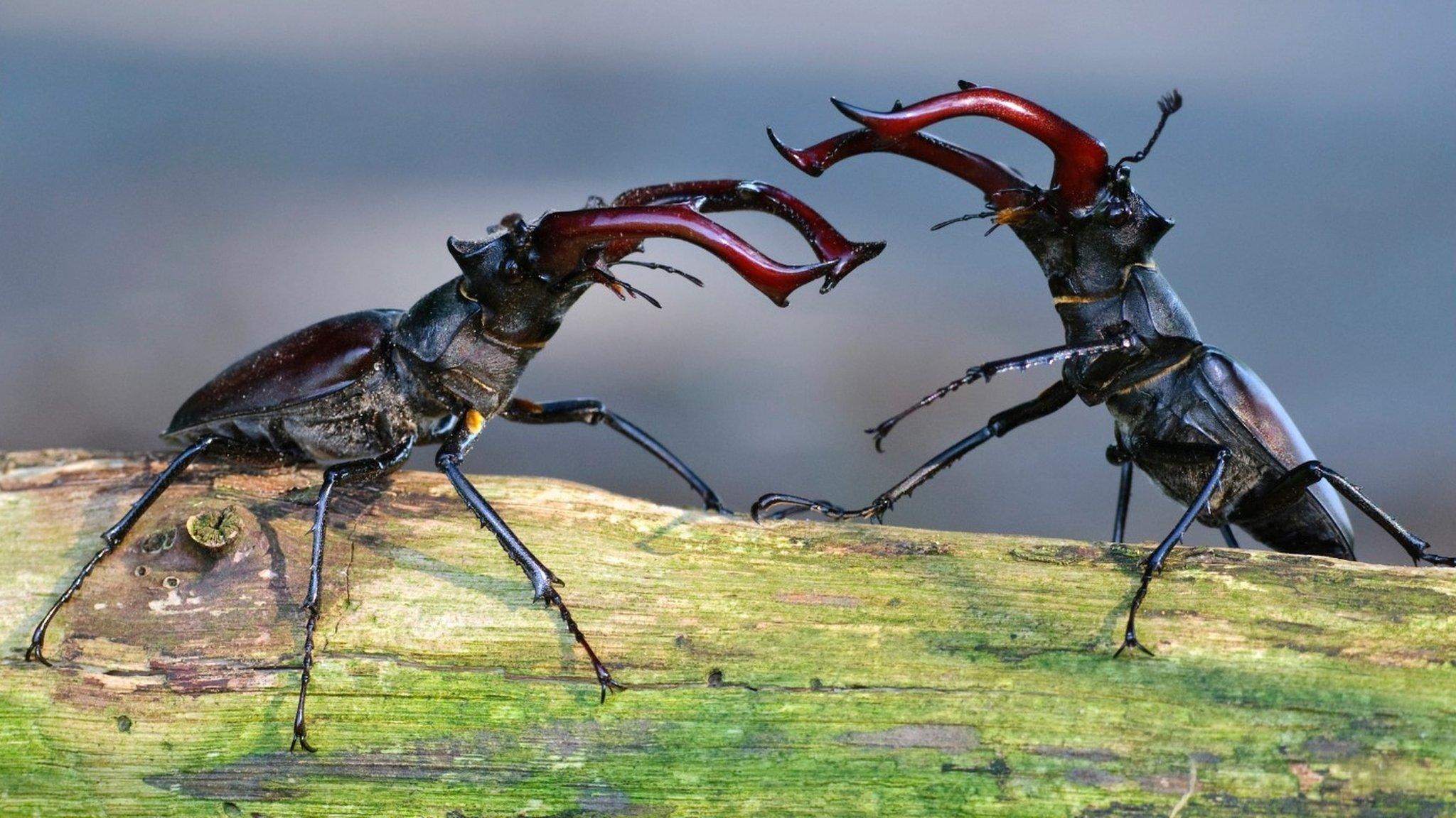 Stag beetles fighting (c) Science Photo Library