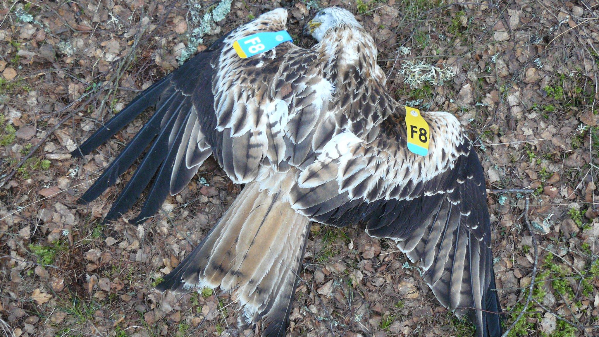 Dead red kite