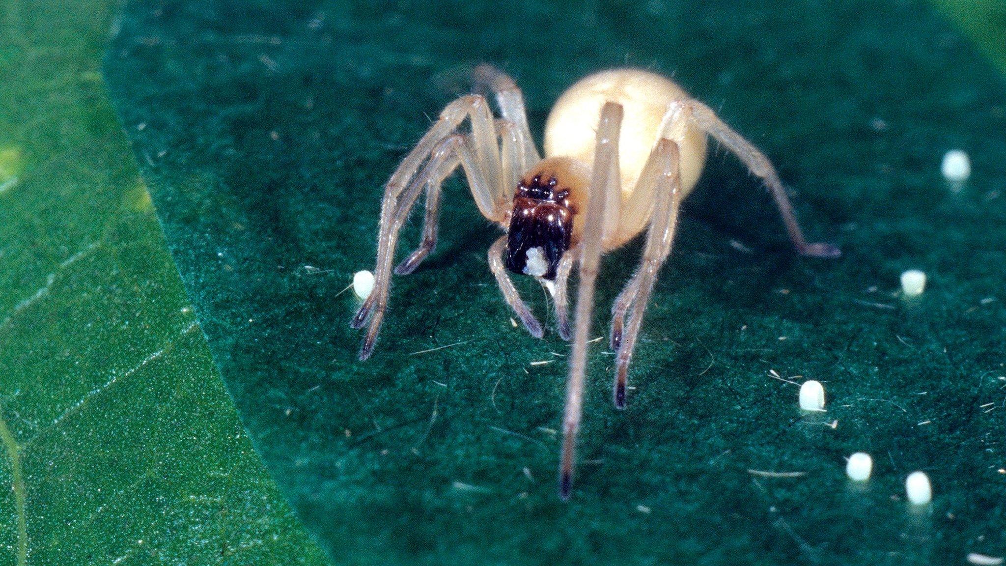 Yellow sac spider