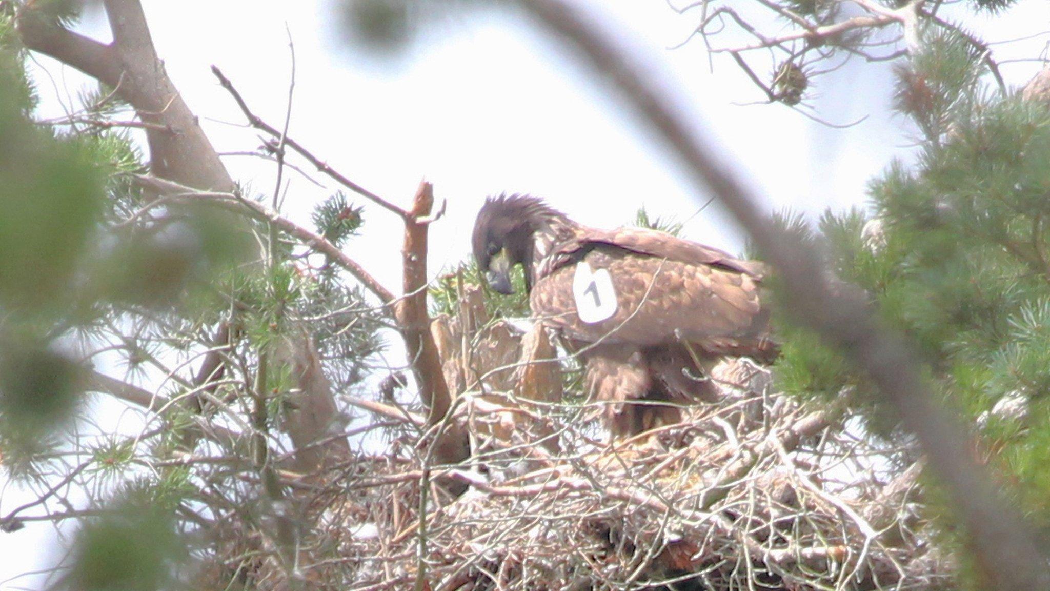 Sea eagle