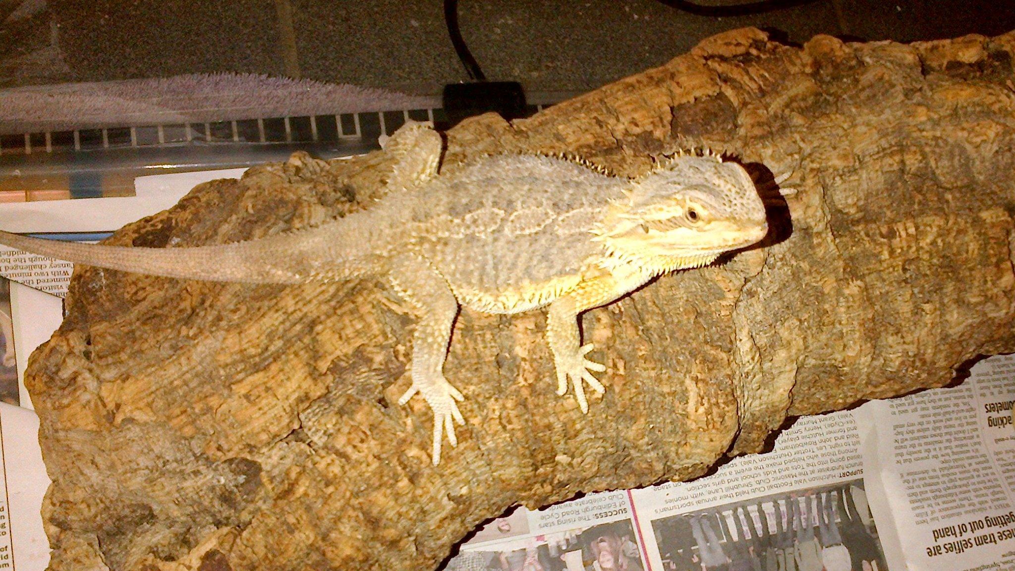 Bearded Dragon