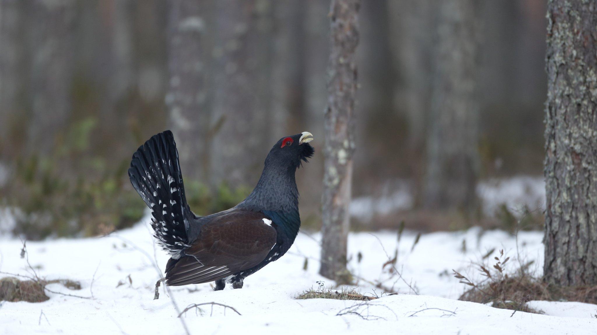 Capercaillie