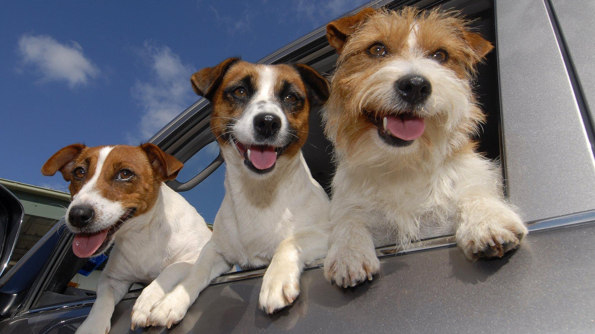 Jack Russell dogs leaning out of a car window