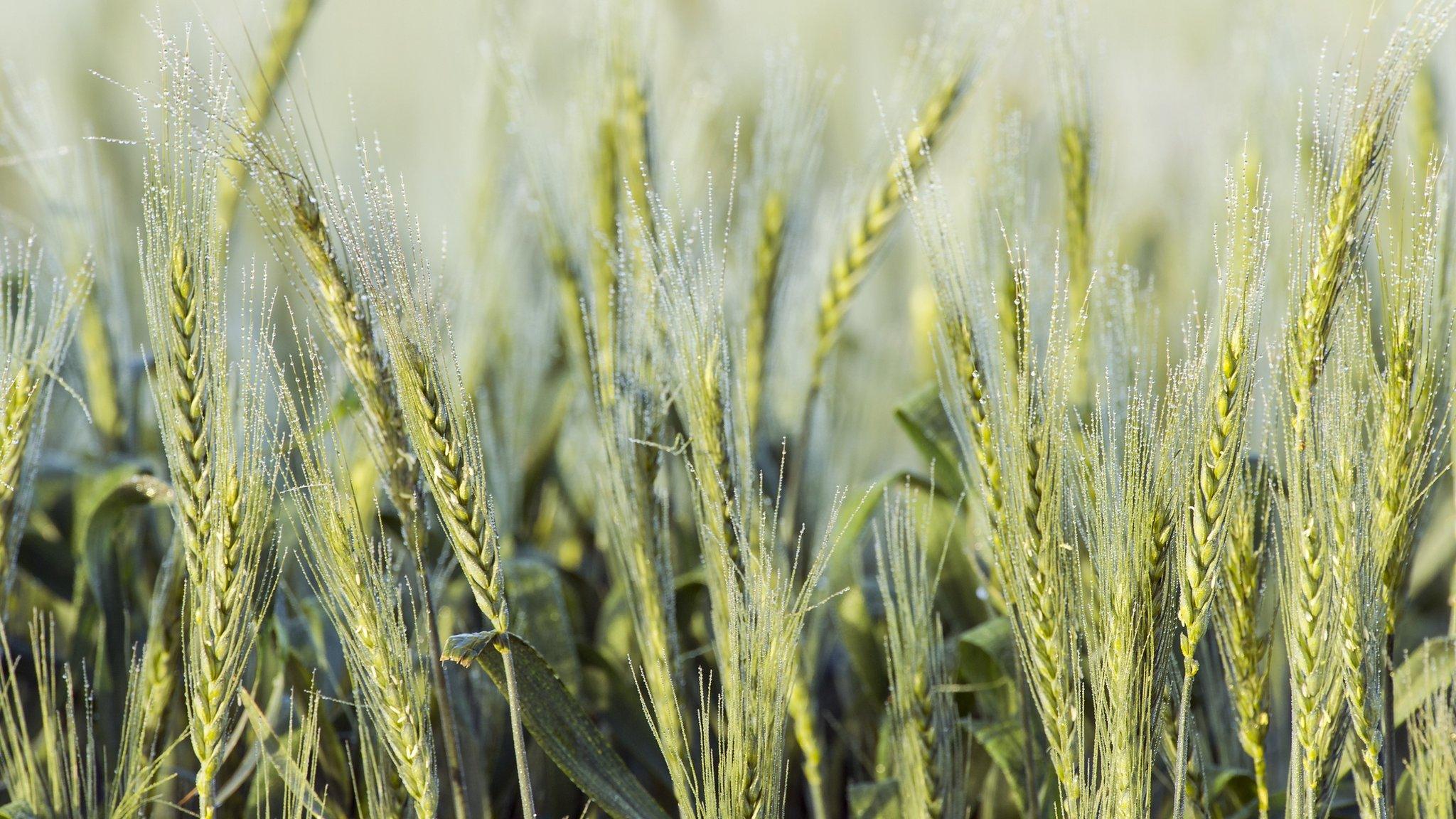 A wheat field