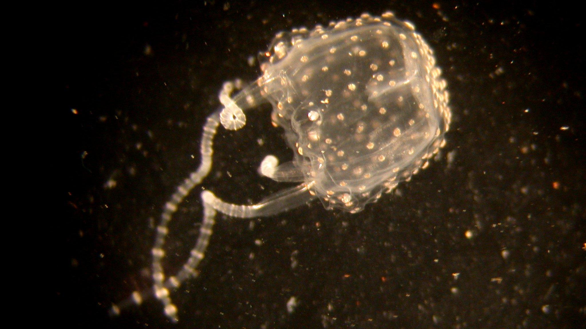 Irukandji box jellyfish