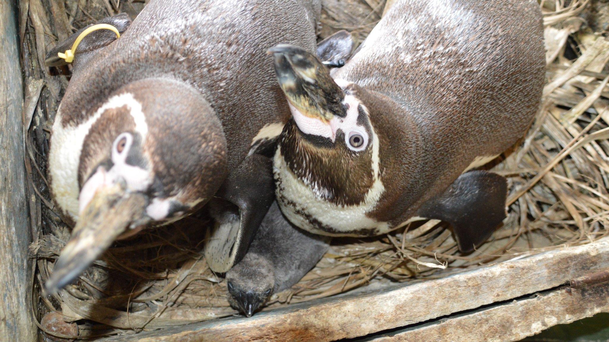 Penguins with chick