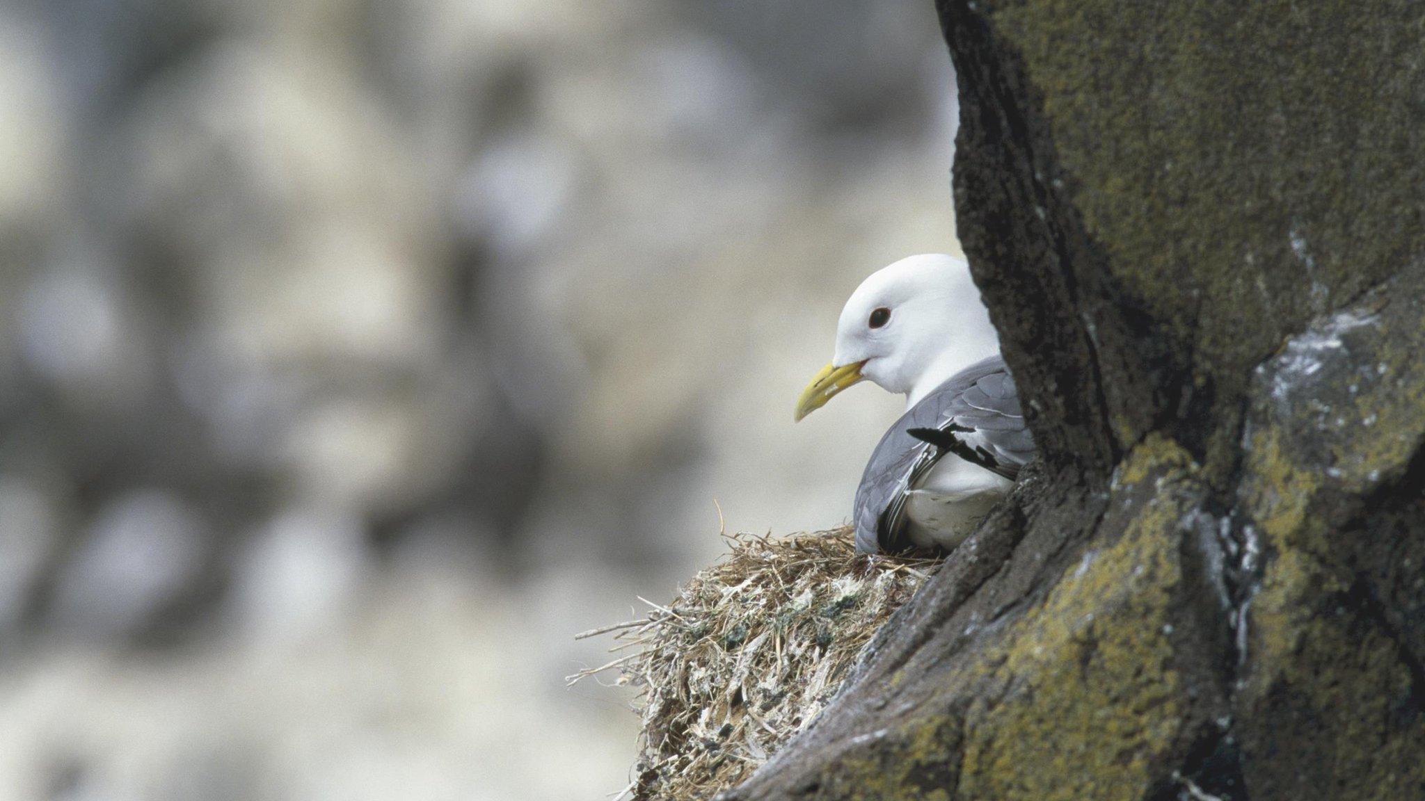 Kittiwake