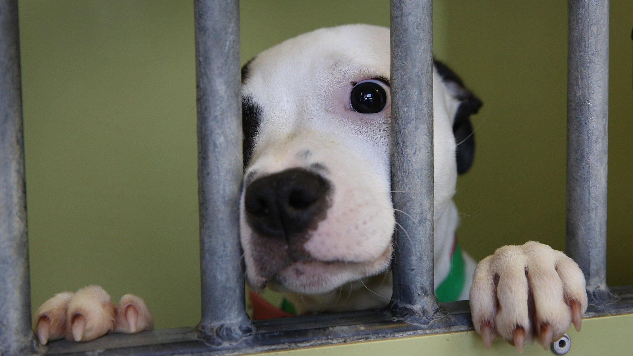 Dog at Battersea Dog and Cats Home