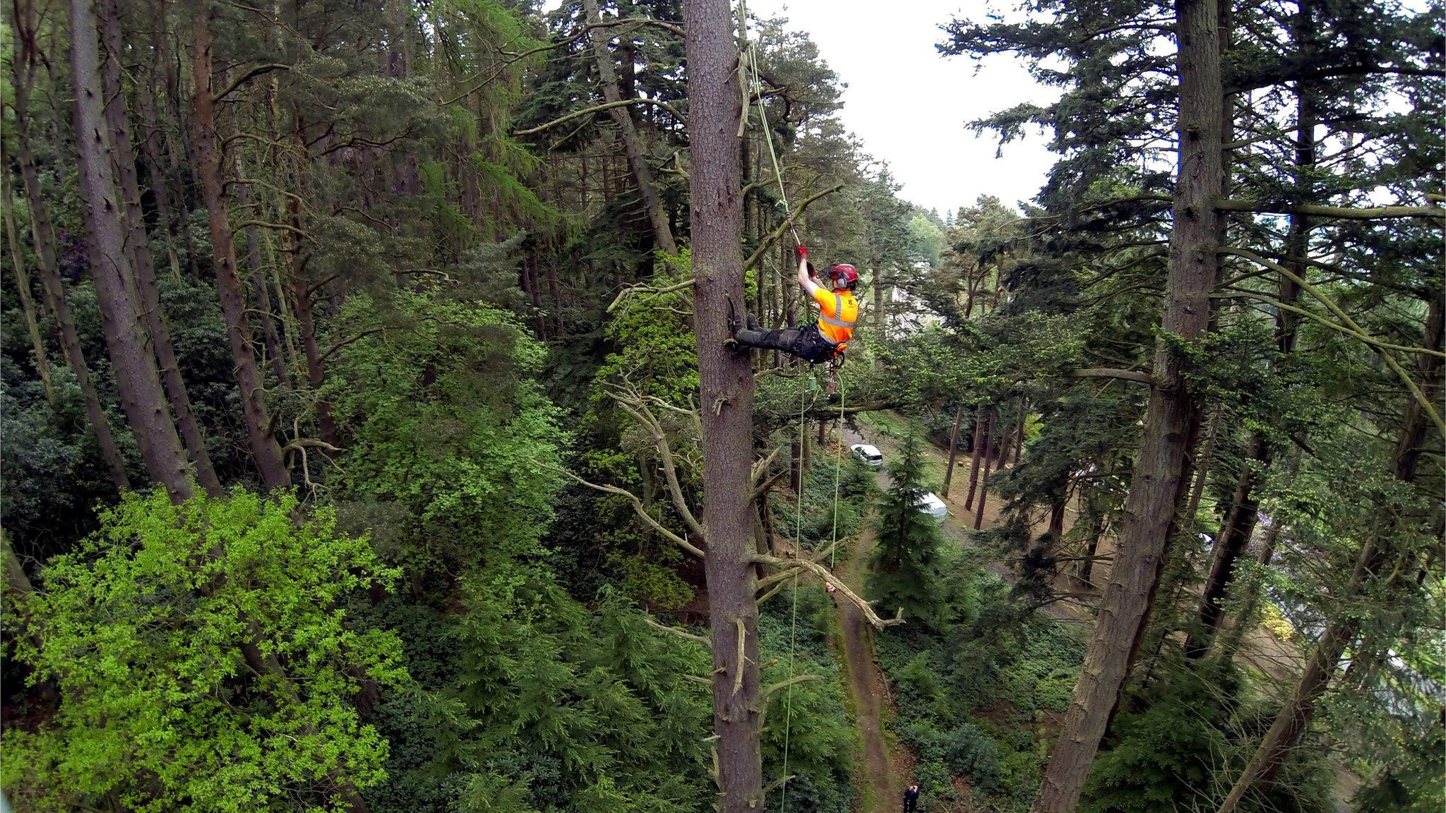 Worker climbing Scots pine tree