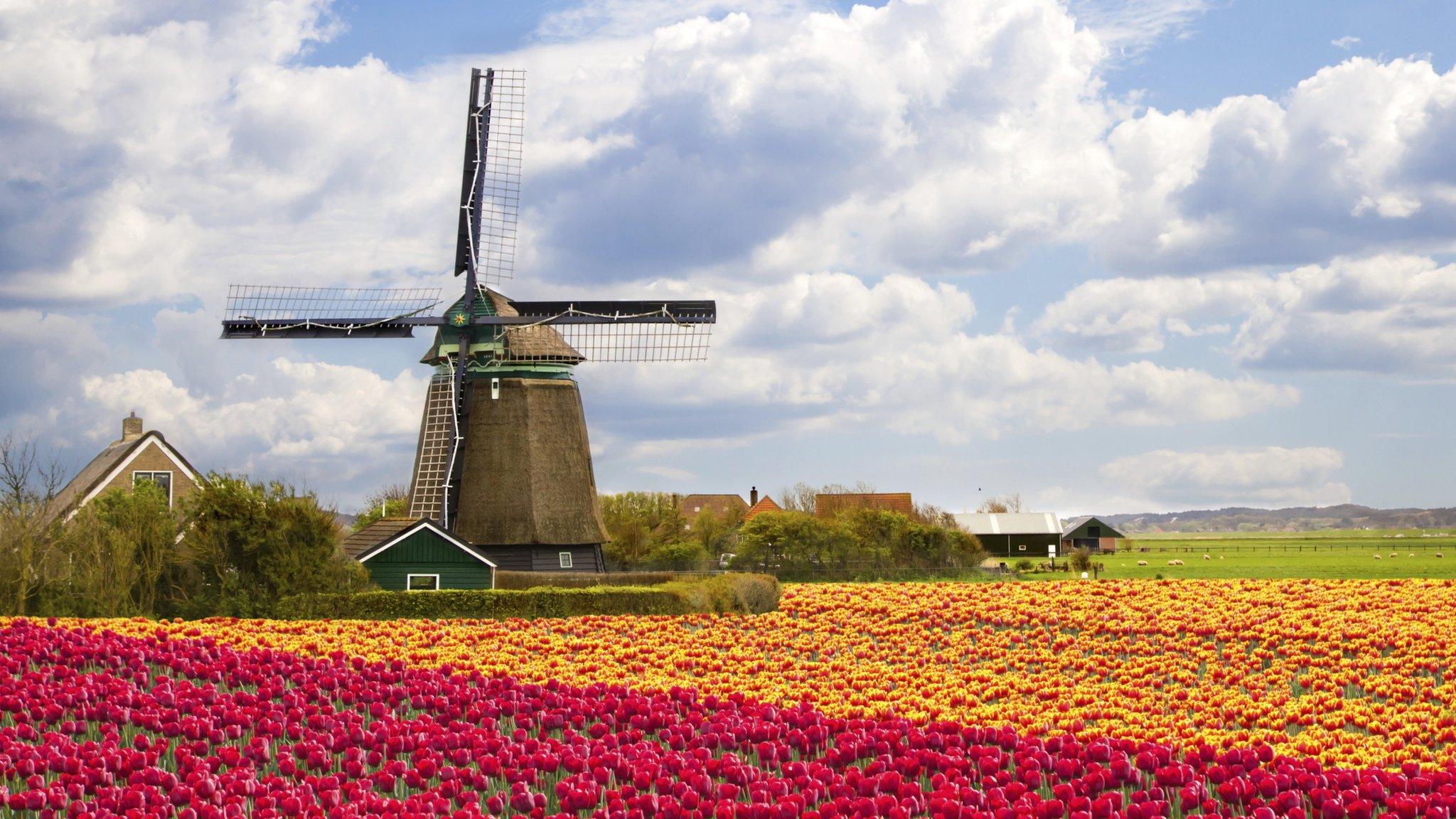 windmill and bulb field