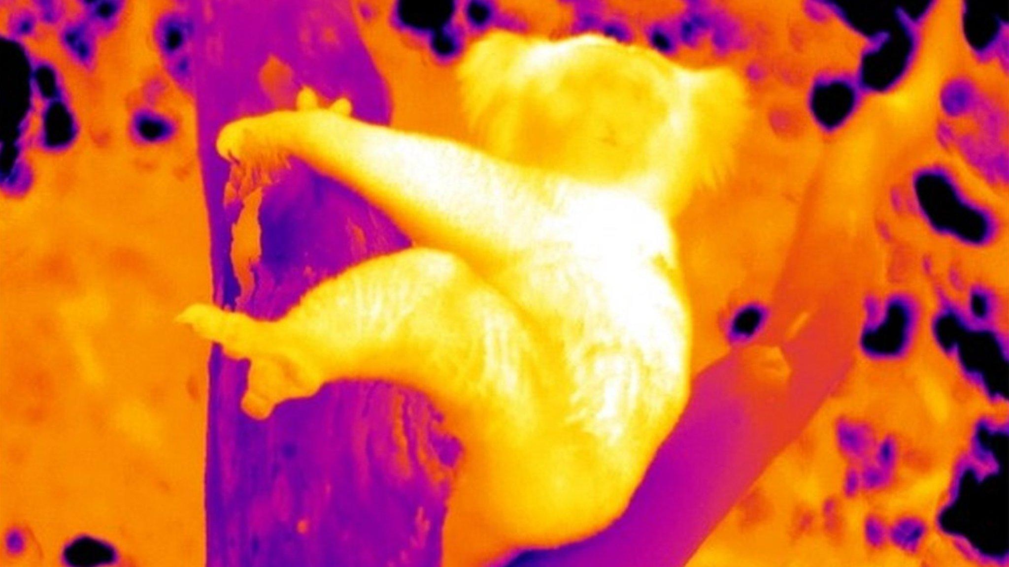 Thermal image of koala hugging tree (C) S Griffiths