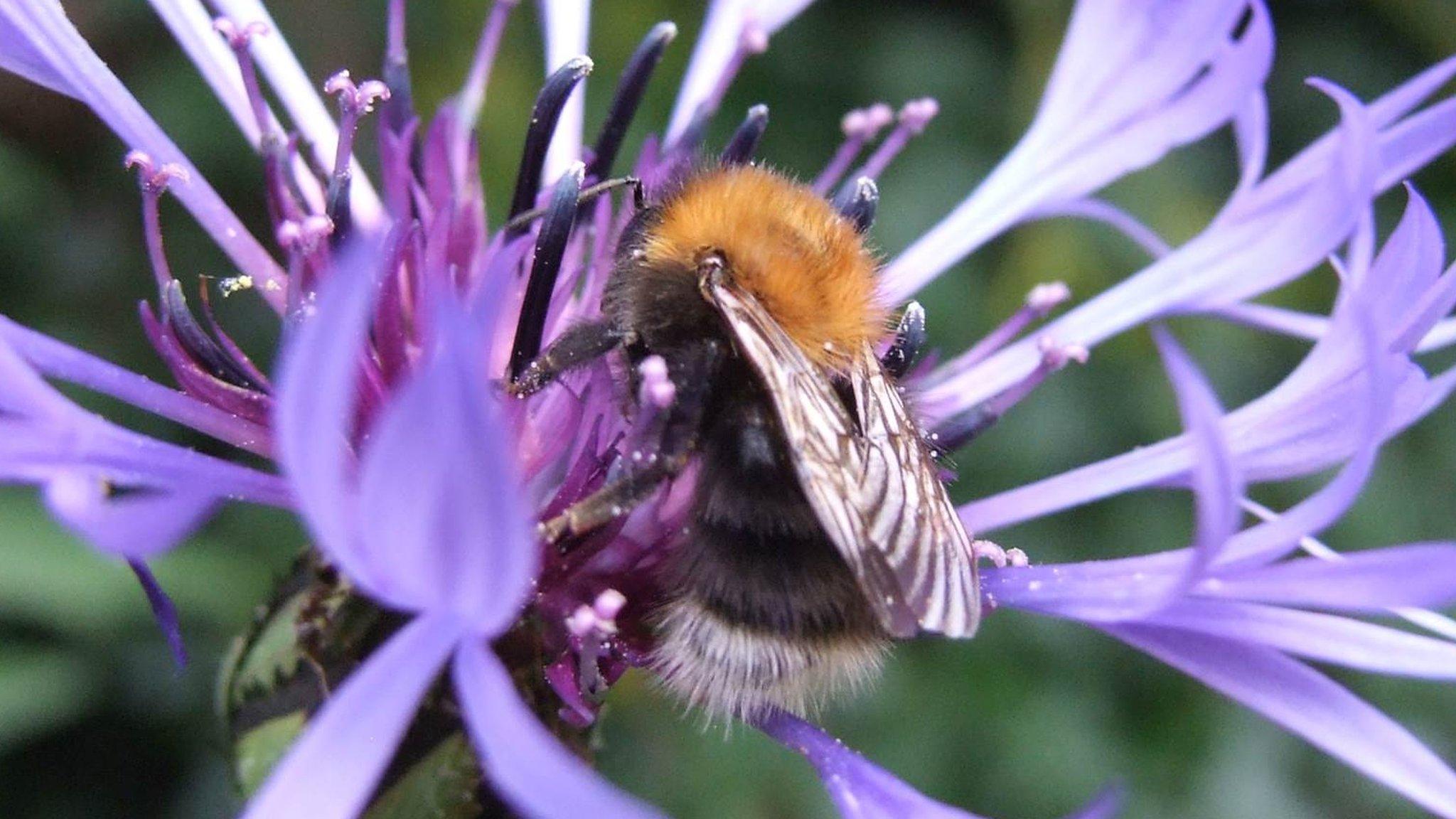 Tree bumblebee