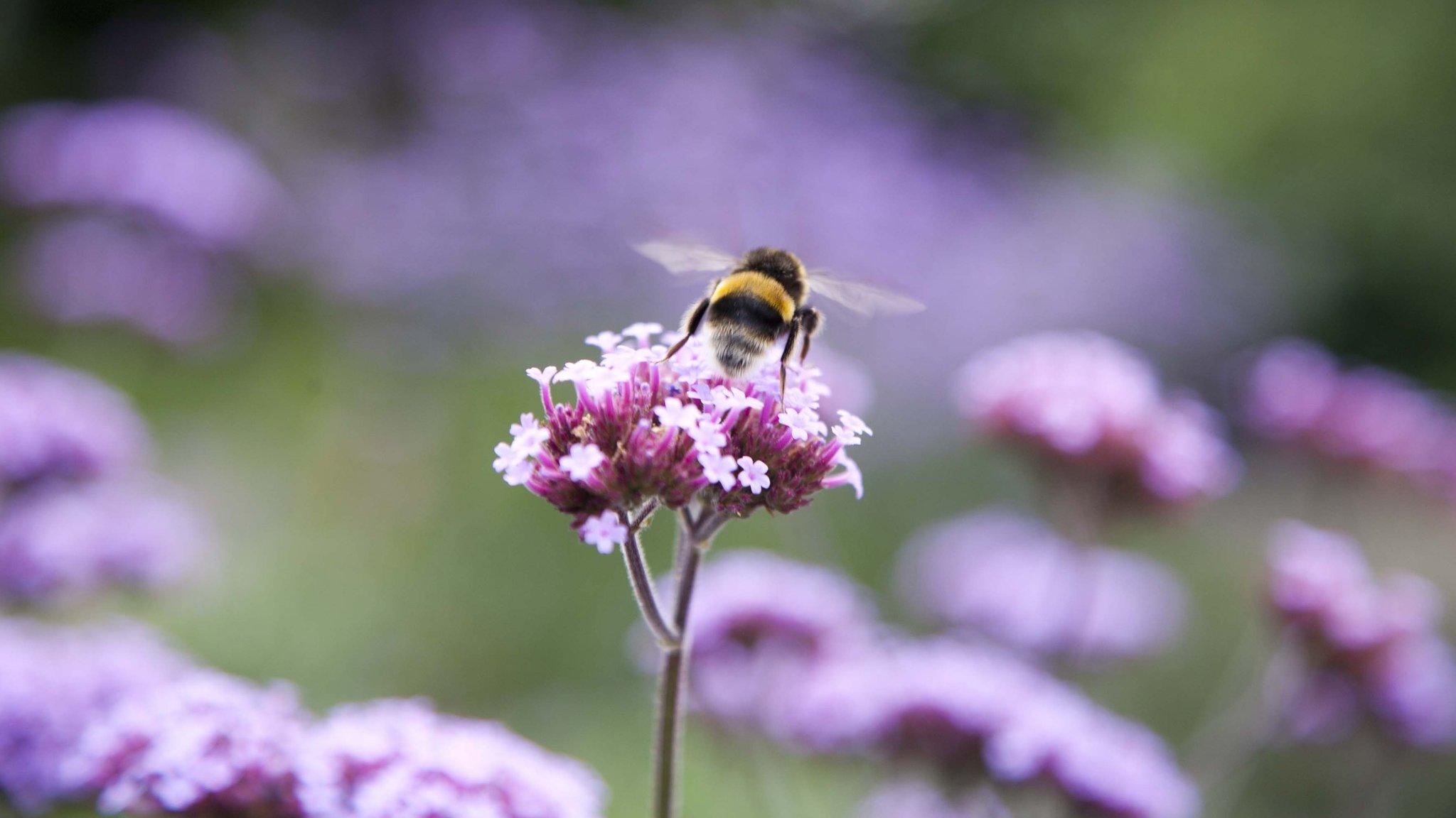 Bumblebee (Image: Amelia Collins/Friends of the Earth)