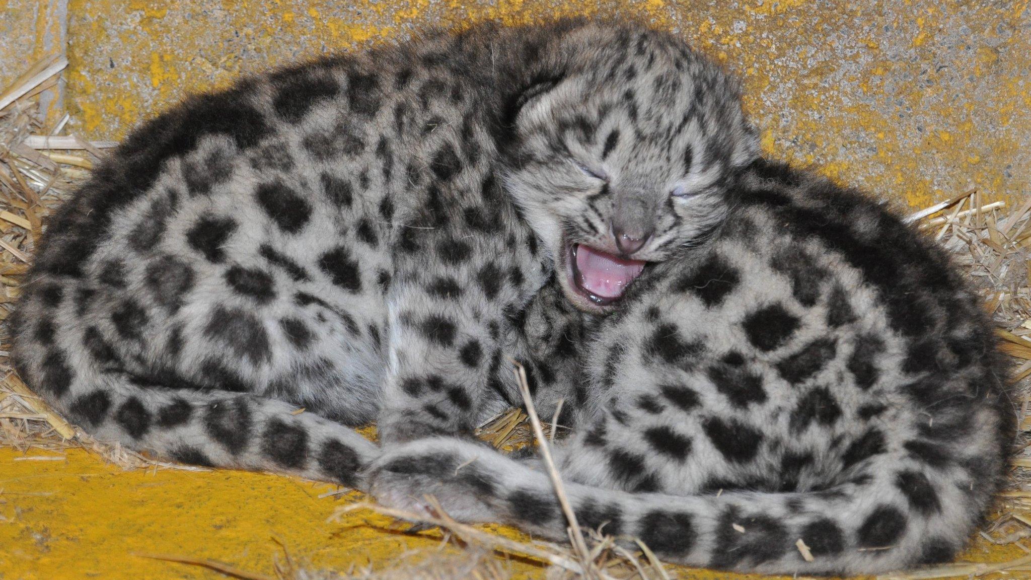 Snow leopards