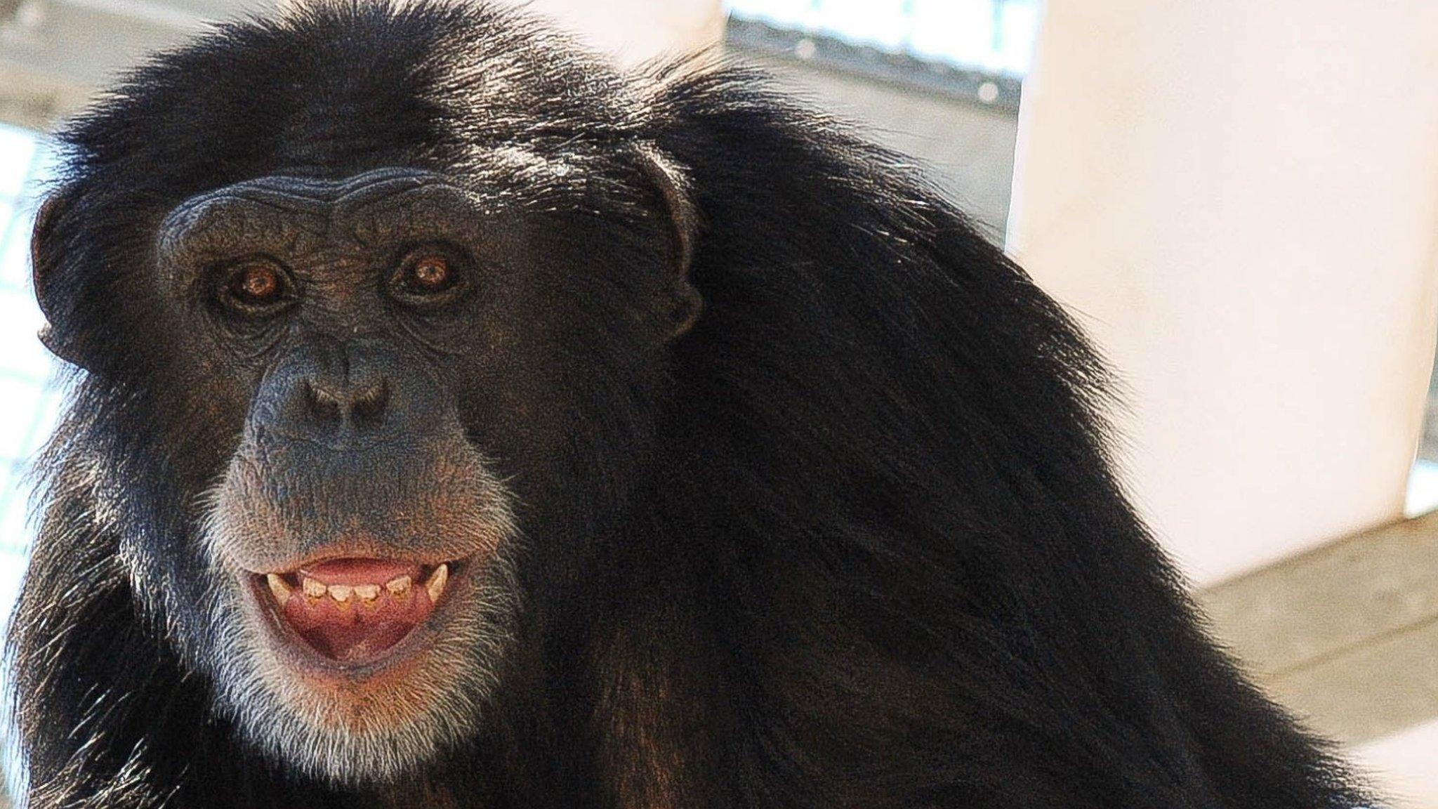 Chimp in a primate centre