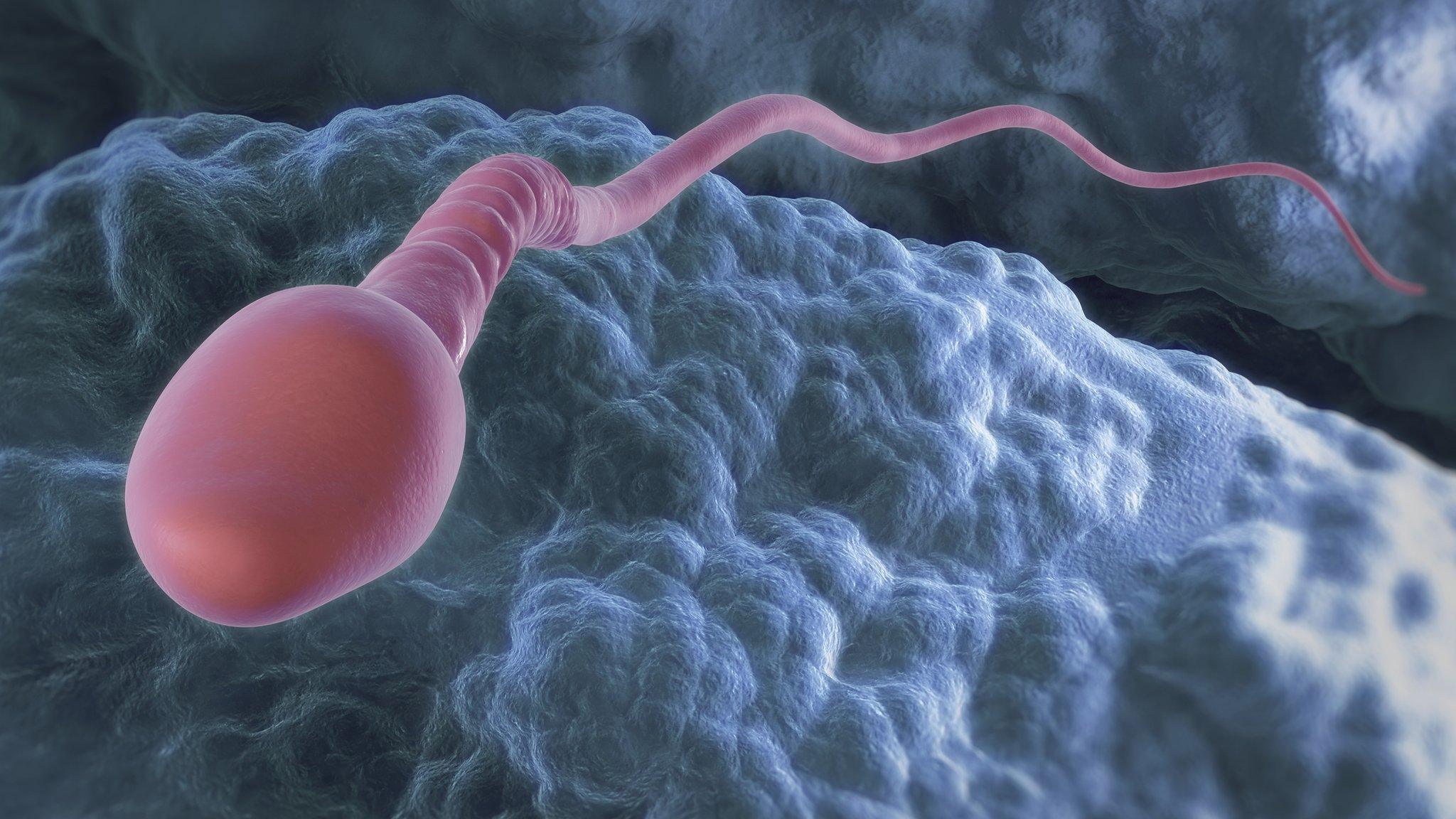 Sperm