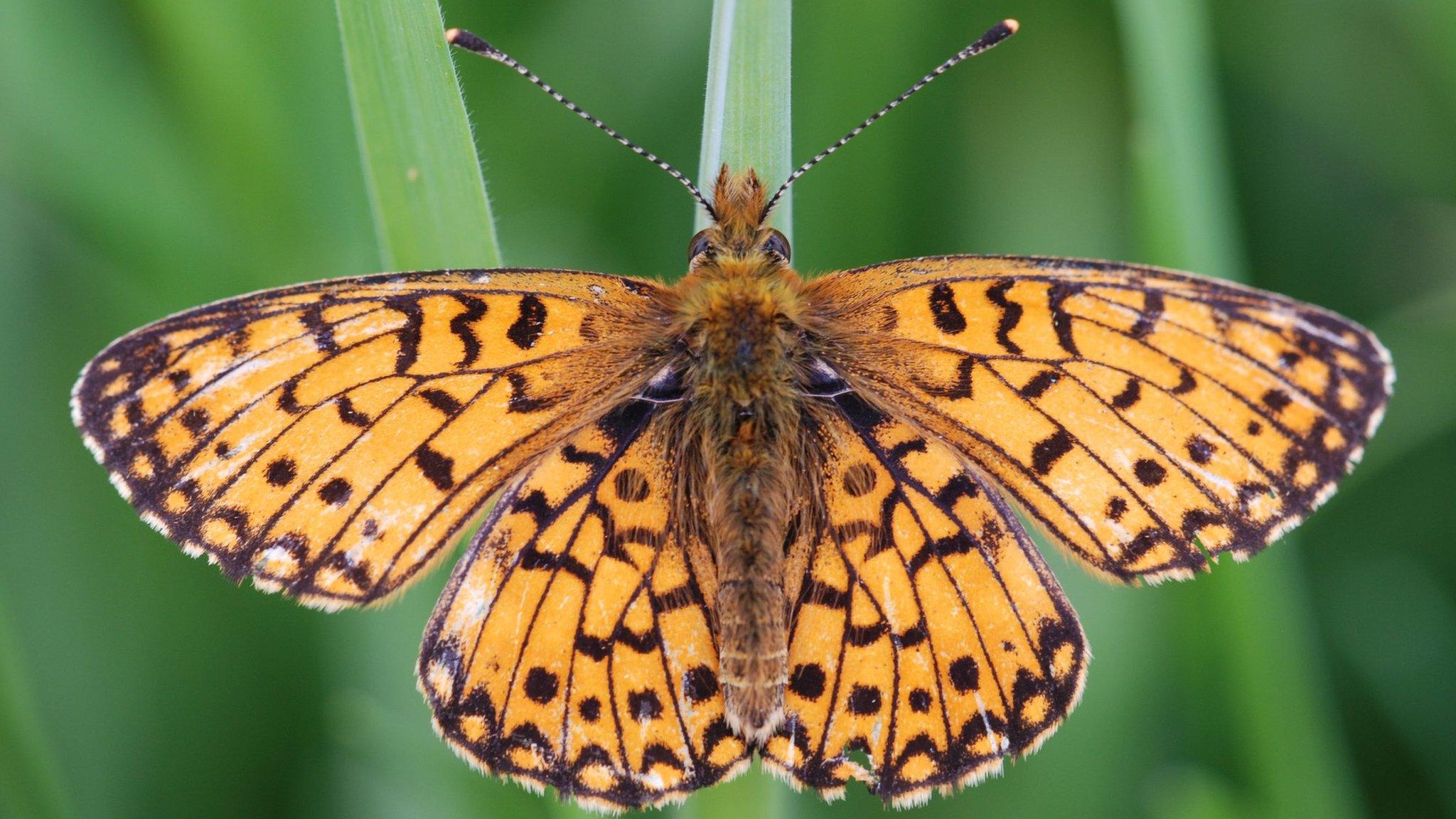 Pearl bordered fritillary butterfly (Image: CEH/Ross Newham)